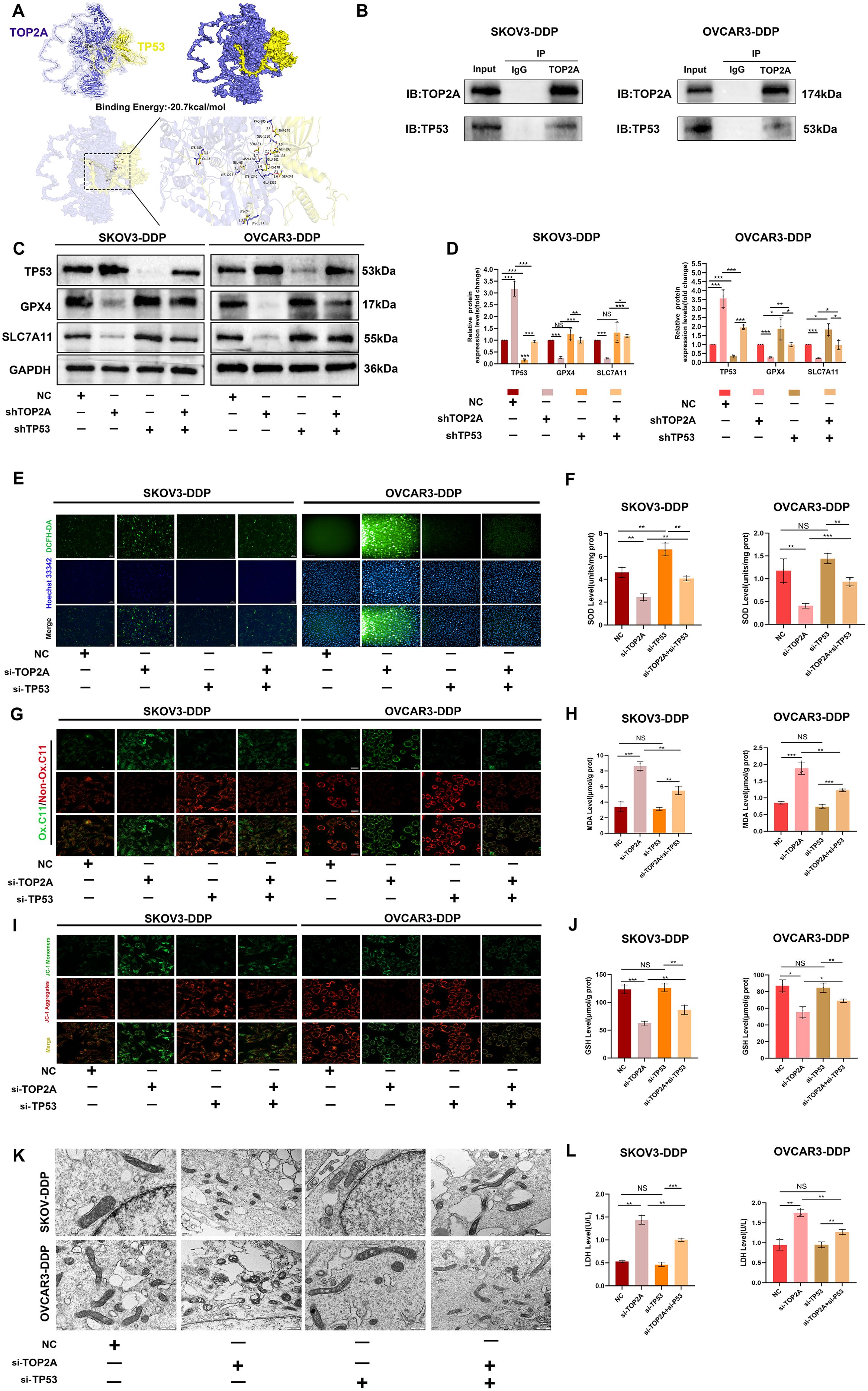 Molecular diagrams and experimental results illustrating interactions between TOP2A and TP53 proteins in SKOV3-DDP and OVCAR3-DDP cells are presented. Binding energies and protein interactions are visualized through structural models and immunoblotting panels. Various cellular assays, including fluorescence and electron microscopy images, are shown, highlighting the effects of gene silencing on protein expression and cellular morphology. Corresponding bar graphs quantify protein levels and biochemical activities, emphasizing changes due to shTOP2A and shTP53 treatments in both cell lines. Statistical significance is marked by asterisks.