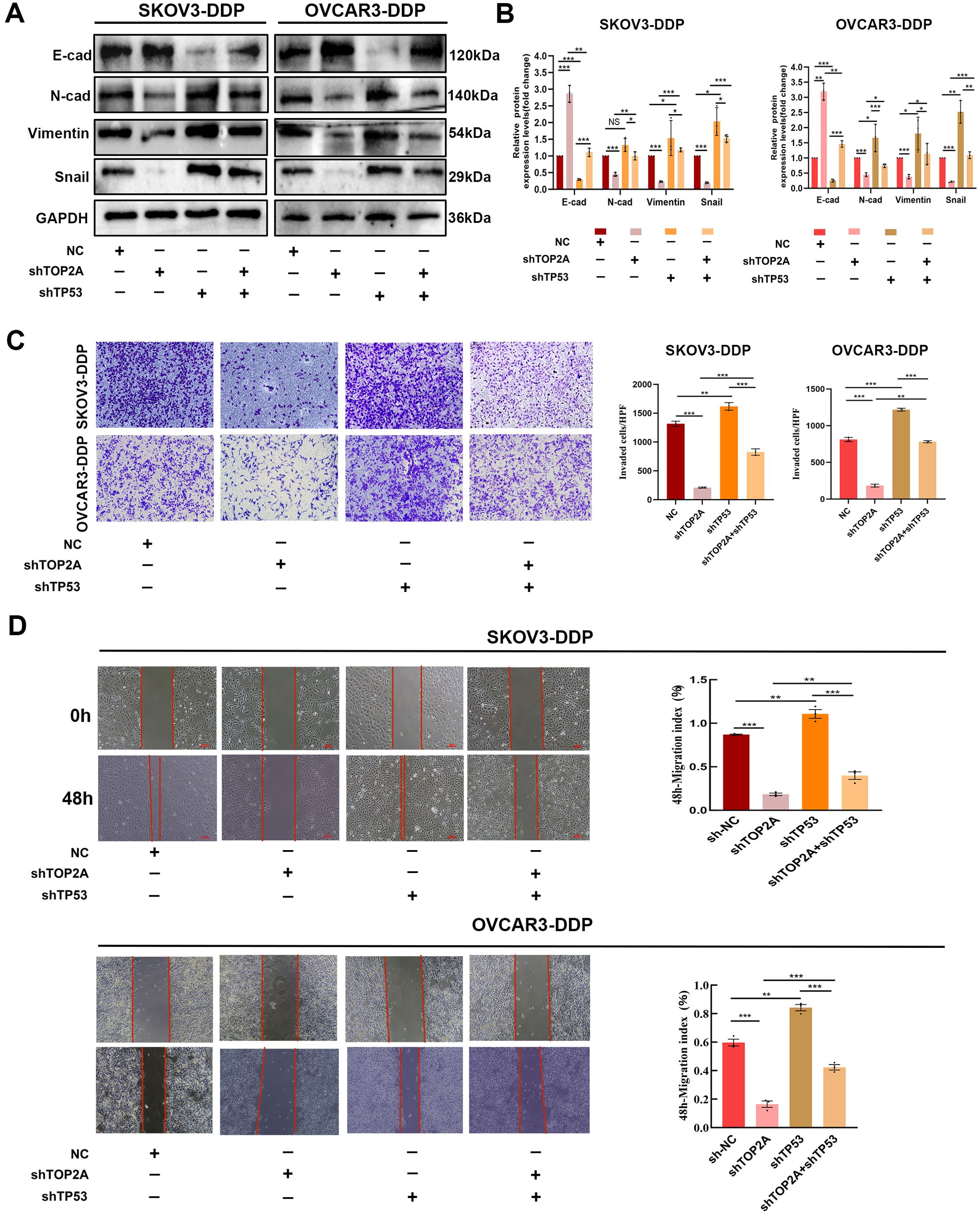 Western blot analysis, cell invasion assays, and wound healing assays investigate the effects of shTOP2A and shTP53 on SKOV3-DDP and OVCAR3-DDP cell lines. Panel A shows protein expression levels of E-cad, N-cad, Vimentin, Snail, and GAPDH. Panel B presents bar graphs comparing protein expression relative to controls. Panel C displays cell invasion images with quantification. Panel D illustrates wound healing images at 0 and 48 hours, with corresponding migration index graphs. Statistical significance denoted by asterisks, and specific conditions denoted by plus and minus signs.
