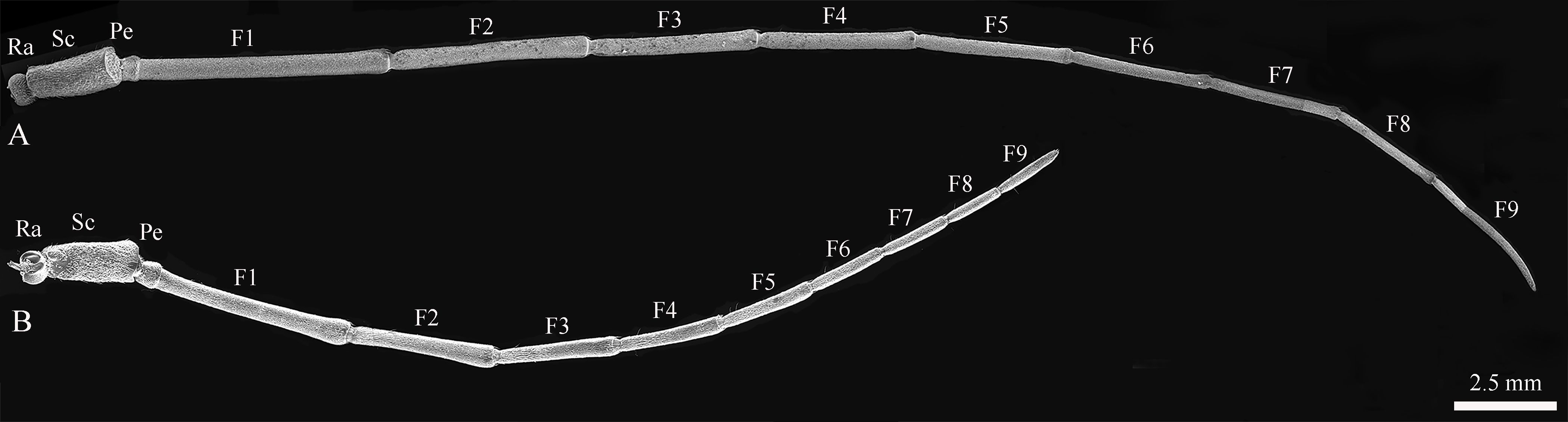 Two segmented appendages labeled A and B are displayed, likely antennae, with sections marked Ra, Sc, Pe, and F1 to F9. The scale bar indicates 2.5 millimeters.