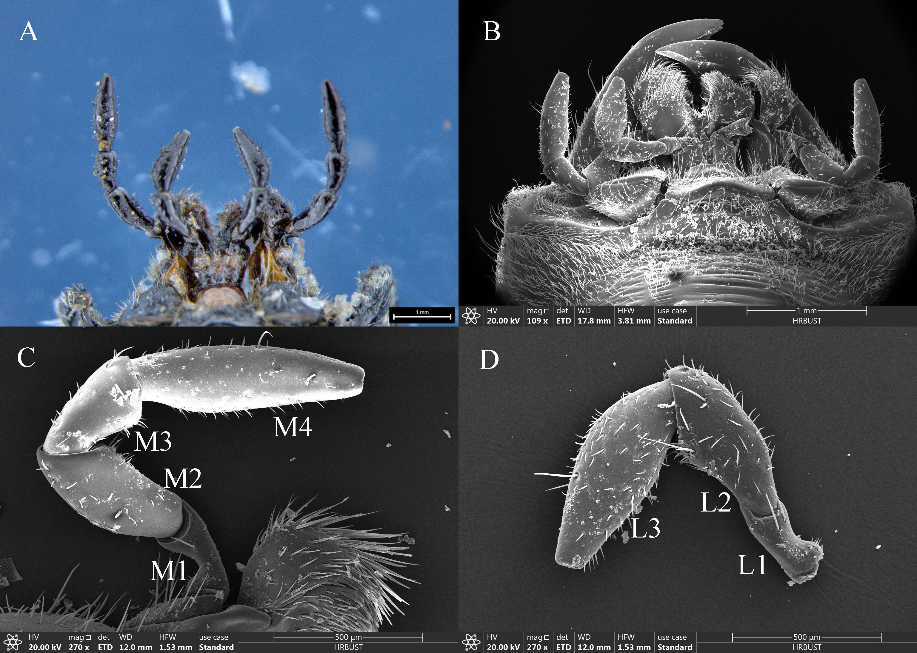 Panel A shows a close-up color image of an insect's claws against a blue background. Panel B is a black and white scanning electron microscope image of an insect's head, detailing its intricate features. Panel C displays a magnified black and white view of an insect's segmented leg, labeled M1 to M4. Panel D shows another segmented part of the insect's body, labeled L1 to L3, in black and white.