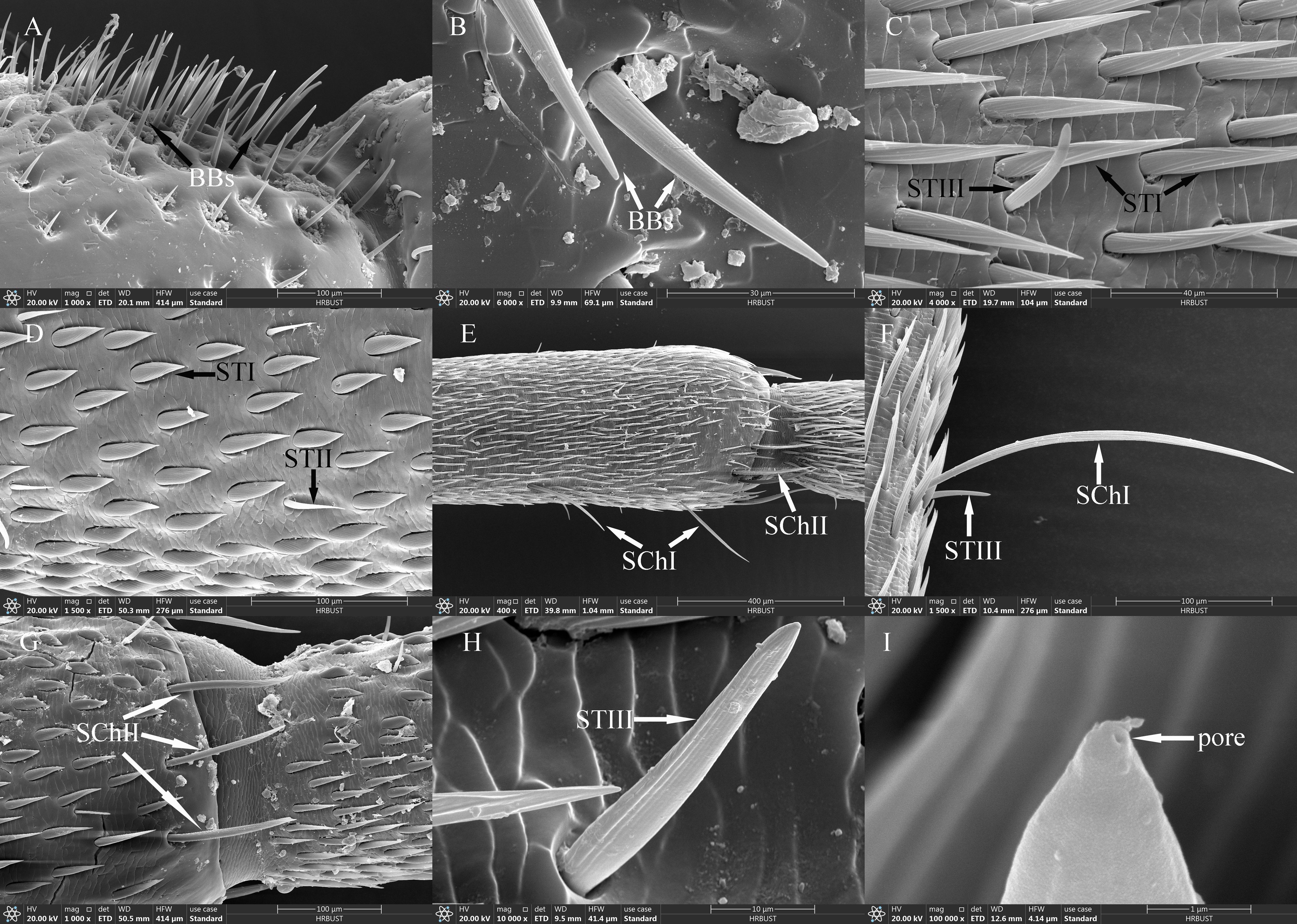 A series of nine scanning electron microscope images showing various structures on an organism's surface. Labels indicate features such as bristle bases (BBs), scales (SChI and SChII), and setae (STI, STII, STIII). Panels A, B, C, D, E, F, G, H, and I highlight different magnifications and angles. Panel I focuses on a pore on a protrusion. Each image contains scale bars and magnification indicators.