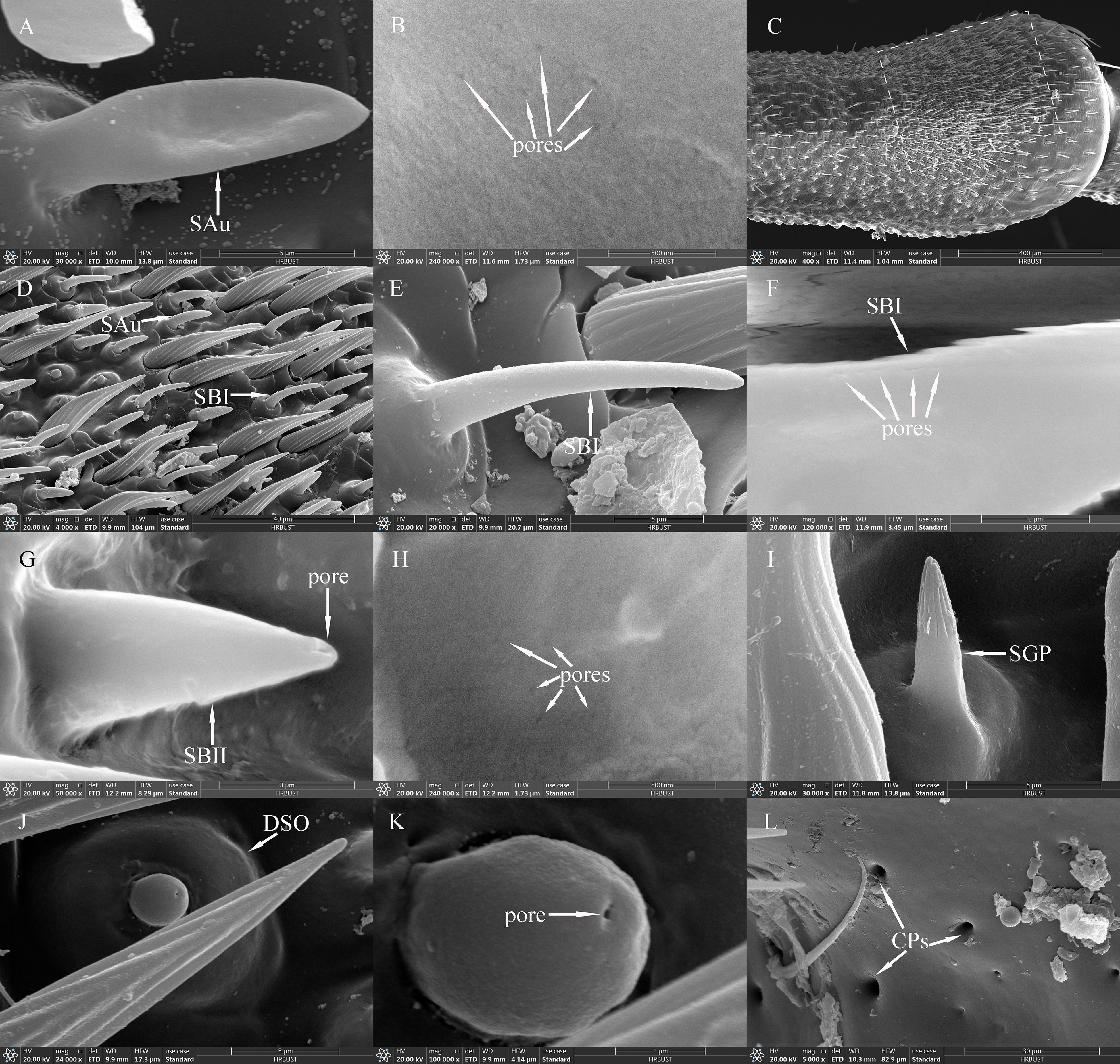 Collage of electron microscope images showcases various insect sensory structures. Panel A depicts “SAu”, while panels B and F highlight pores. Panels D and E show “SBI”. Panel C presents a textured surface. Panel G features “SBII” and pore. Panel H provides a closer look at pores. Panel I displays “SGP”, panel J shows “DSO”, panel K focuses on a singular pore. Panel L illustrates “CPs” amidst scattered debris. Each panel provides a detailed view of specific anatomical features and textures.