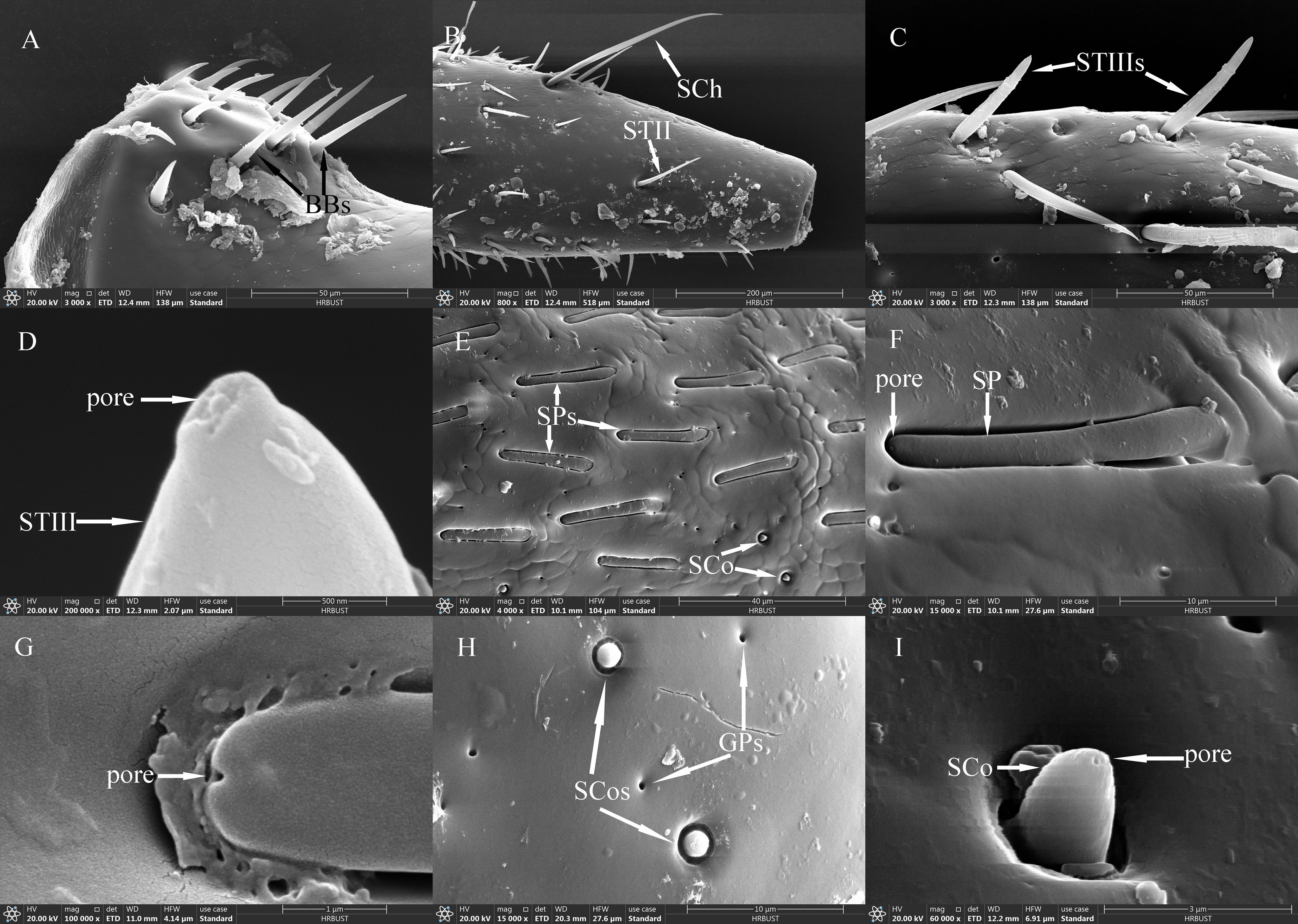 A collage of nine scanning electron micrographs labeled A to I depicting intricate surface structures. Figures A to C show various hairs and bristles with labels such as BBs, SCh, STII, and STIIIs. Image D highlights a pore and STIII structure. Image E displays SPs and SCo structures, while F focuses on a pore and SP feature. Image G shows a pore, whereas H highlights SCOs and GPs. Lastly, I presents an SCO with a pore. Each micrograph exhibits fine surface textures and detailed annotations for identification.