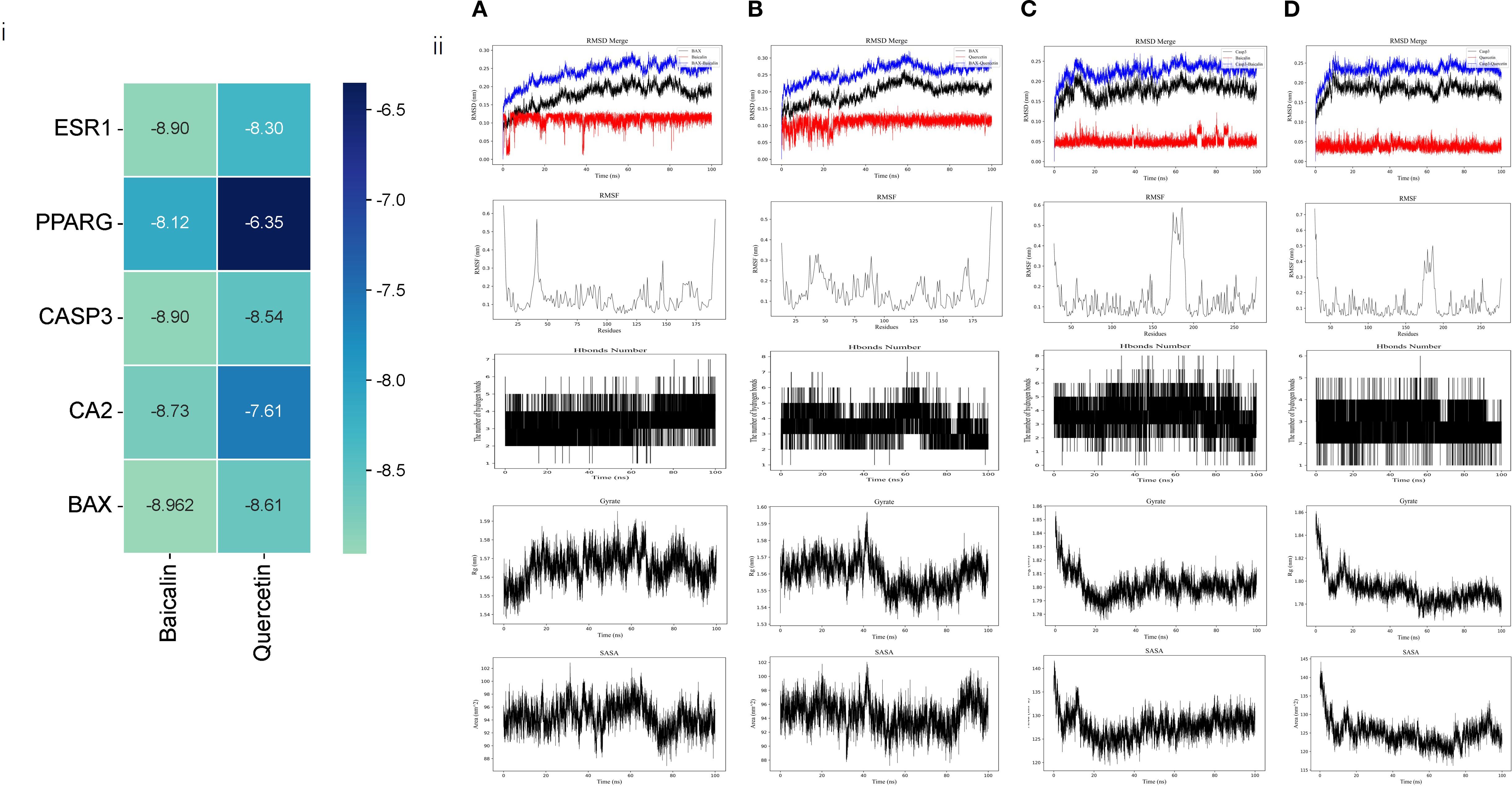 A grouped image shows two panels. Panel i presents a heatmap of docking scores for baicalin and quercetin against five proteins: ESR1, PPARG, CASP3, CA2, and BAX, ranging from -8.97 to -6.35. Panel ii consists of subfigures a to d, each containing analyses of root-mean-square deviation (RMSD), root-mean-square fluctuation (RMSF), hydrogen bonds number, radius of gyration, and solvent-accessible surface area (SASA) for different molecular dynamics simulations.
