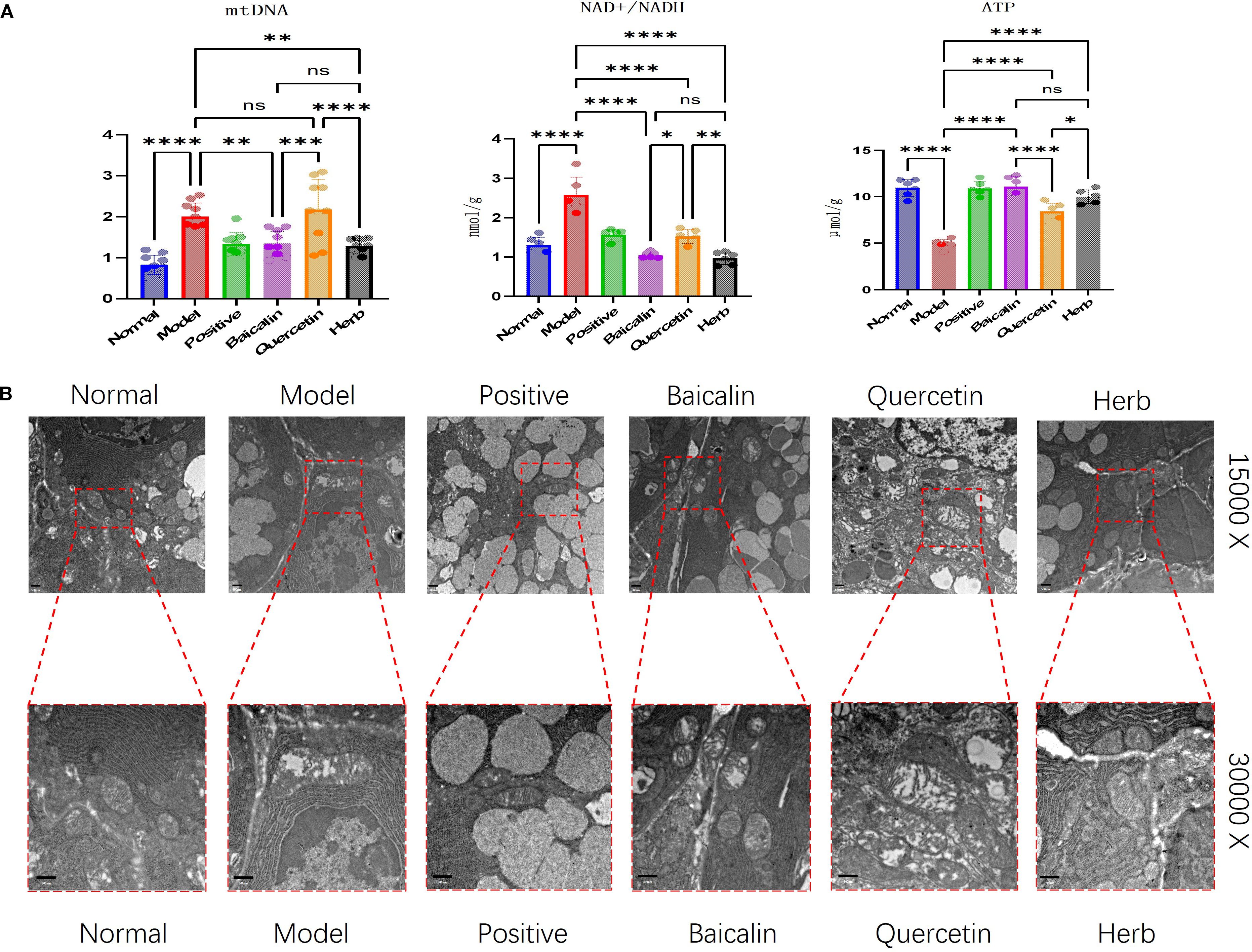 (a) Bar charts comparing mtDNA, NAD+/NADH, and ATP levels across six groups: Normal, Model, Positive, Baicalin, Quercetin, and Herb, with statistical significance indicated. (b) Electron microscope images of samples from the same groups showing cellular structures at 15,000x and 30,000x magnifications, highlighting differences in morphology.