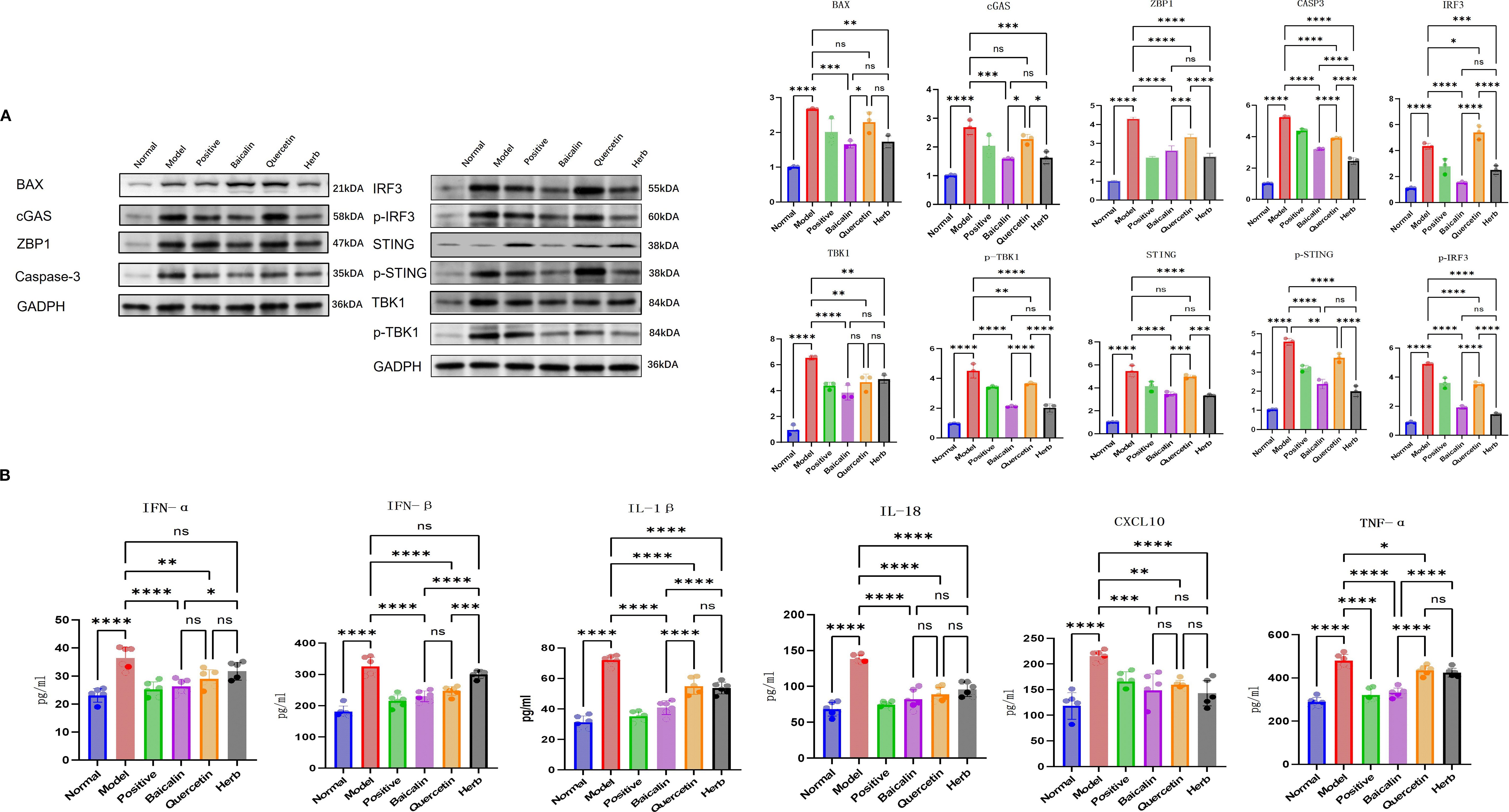 Western blot and bar graph data illustrate protein and cytokine levels across six conditions: Normal, Model, Positive, Baicalin, Quercetin, and Herb. Panel (a) shows western blot bands and corresponding bar graphs for proteins including BAX, cGAS, ZBP1, and others, indicating variability in expression levels. Panel (b) features bar graphs for cytokines like IFN-α, IFN-β, IL-1β, IL-18, CXCL10, and TNF-α, with significant statistical comparisons highlighted. Statistical significance is marked with asterisks, indicating varying levels of significance.