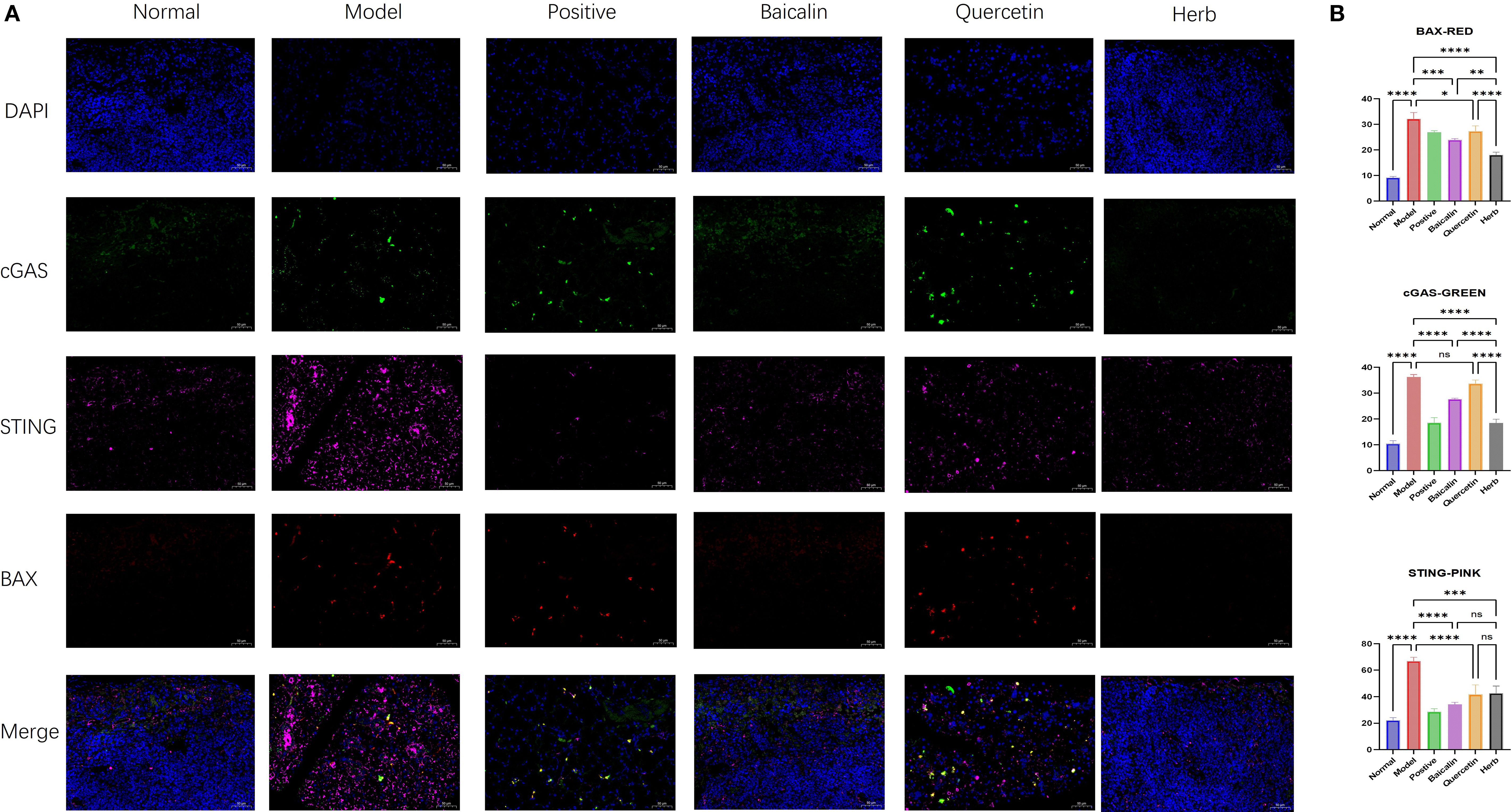 Fluorescence microscopy images of five groups: Normal, Model, Positive, Baicalin, Quercetin, and Herb. Rows show different stains: DAPI (blue), cGAS (green), STING (pink), BAX (red), and merged images. Charts on the right compare expression levels of BAX (red), cGAS (green), and STING (pink) with statistical significance markers.