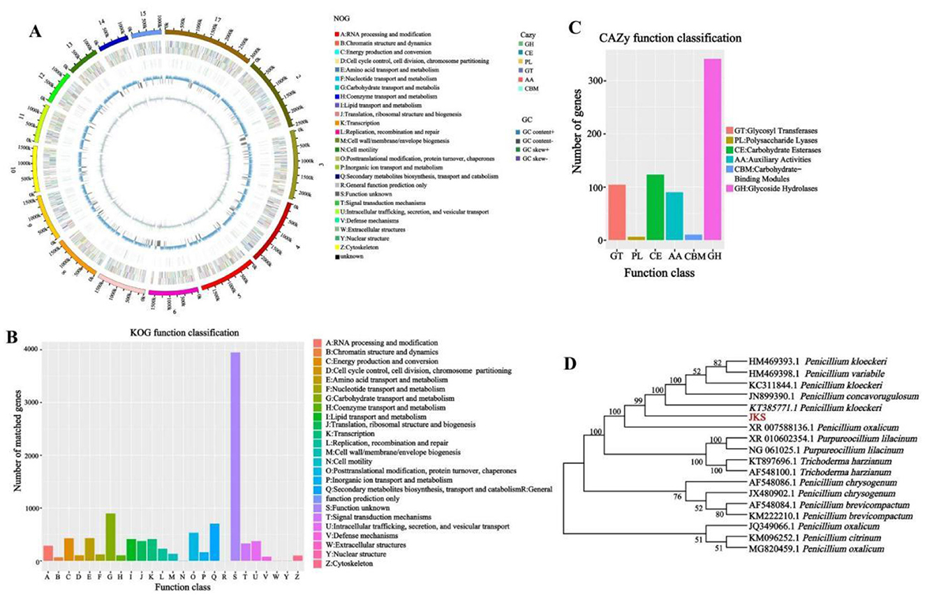 Chart set illustrating genomic analysis, including: A) Circos plot showing gene distribution and categories with color-coded legend. B) Bar graph classifying genes by KOG functions with various categories like RNA processing and energy production. C) Bar graph detailing CAZy function classification by enzyme types such as glycosyl transferases. D) Phylogenetic tree showing evolutionary relationships among Penicillium and related species, with branch support values indicated.