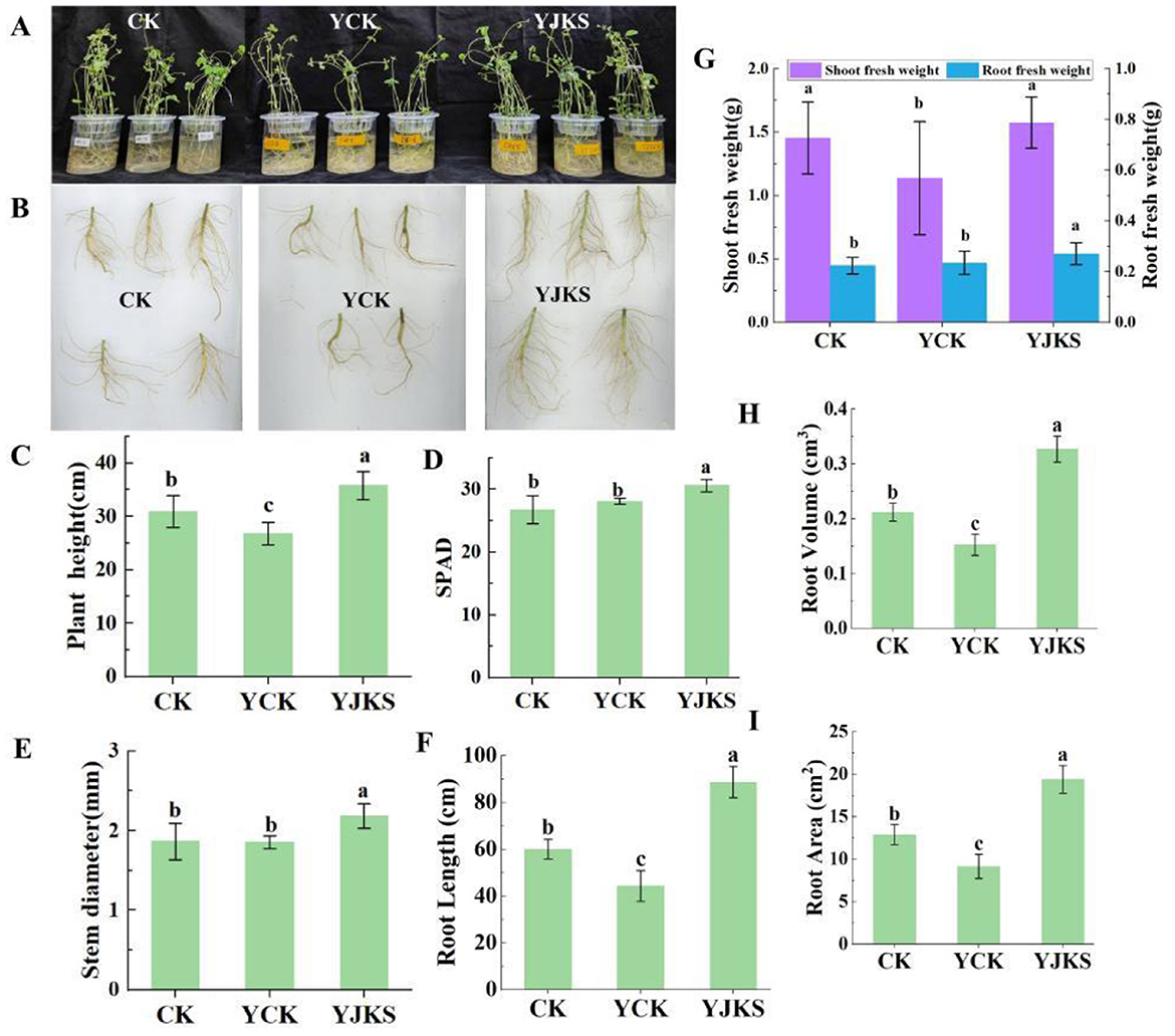 Three panels show plant growth under different treatments: CK, YCK, and YJKS. Panel A displays the plants in containers. Panel B shows the roots. Panels C to I present bar graphs comparing plant height, SPAD values, stem diameter, root length, shoot and root fresh weight, root volume, and root area across the treatments. YJKS generally shows superior growth metrics compared to CK and YCK.