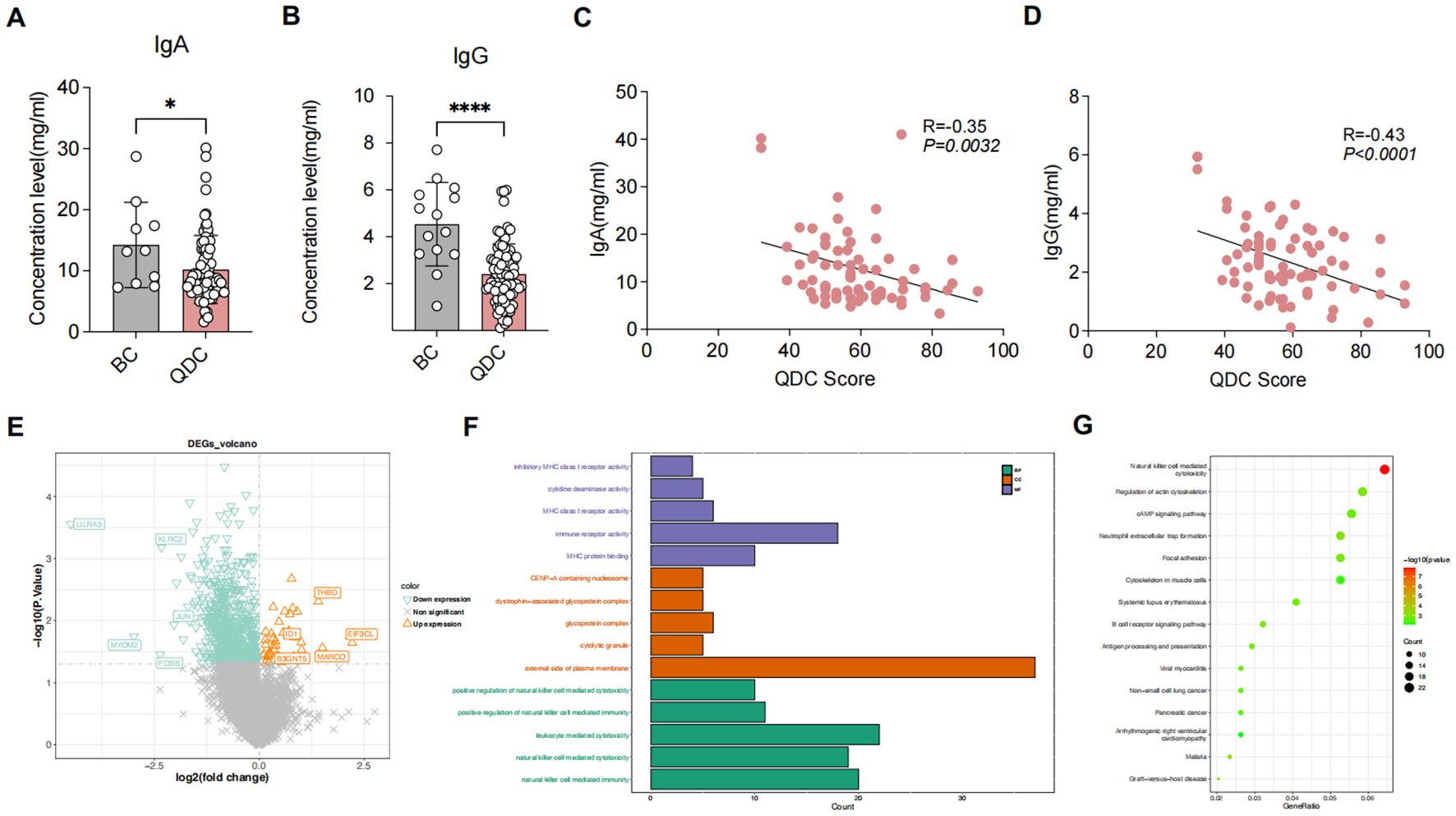 Bar graphs A and B compare IgA and IgG concentration levels between BC and QDC groups, showing significant differences. Scatter plots C and D depict negative correlations between IgA and IgG concentrations and QDC scores. Plot E is a volcano plot highlighting differentially expressed genes with labels for significant expression changes. Bar graph F categorizes gene activity by function, showing counts by color-coded categories. Plot G is a bubble chart showing enriched pathways, with circle size indicating gene counts and color representing statistical significance.
