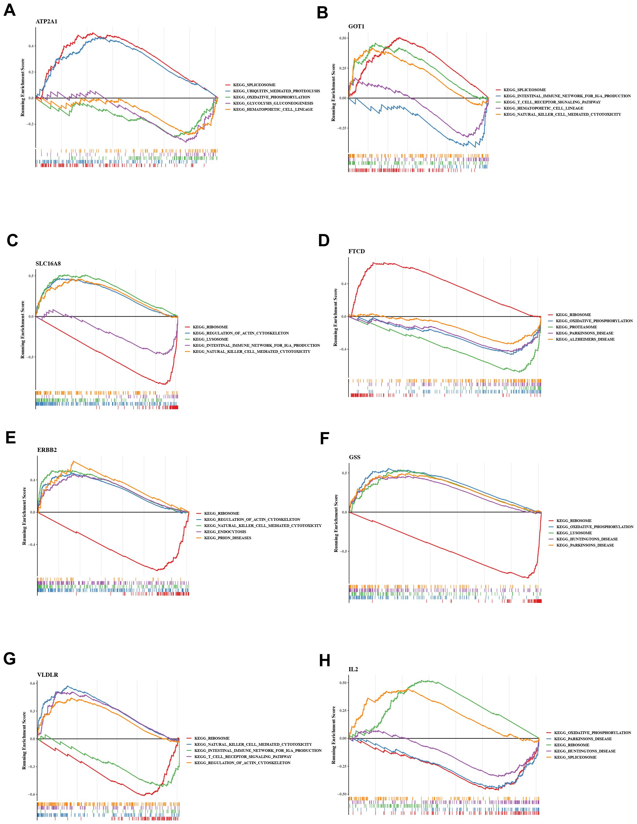 Eight graphs labeled A to H display enrichment scores for different gene sets over ranked gene lists. Each graph features multiple colored lines representing pathways such as KEGG ribosome and others specific to metabolic or immune processes. The x-axis indicates gene rankings, while the y-axis shows enrichment scores. Graphs compare distinct pathways in various genes, emphasizing trends and fluctuations in data.