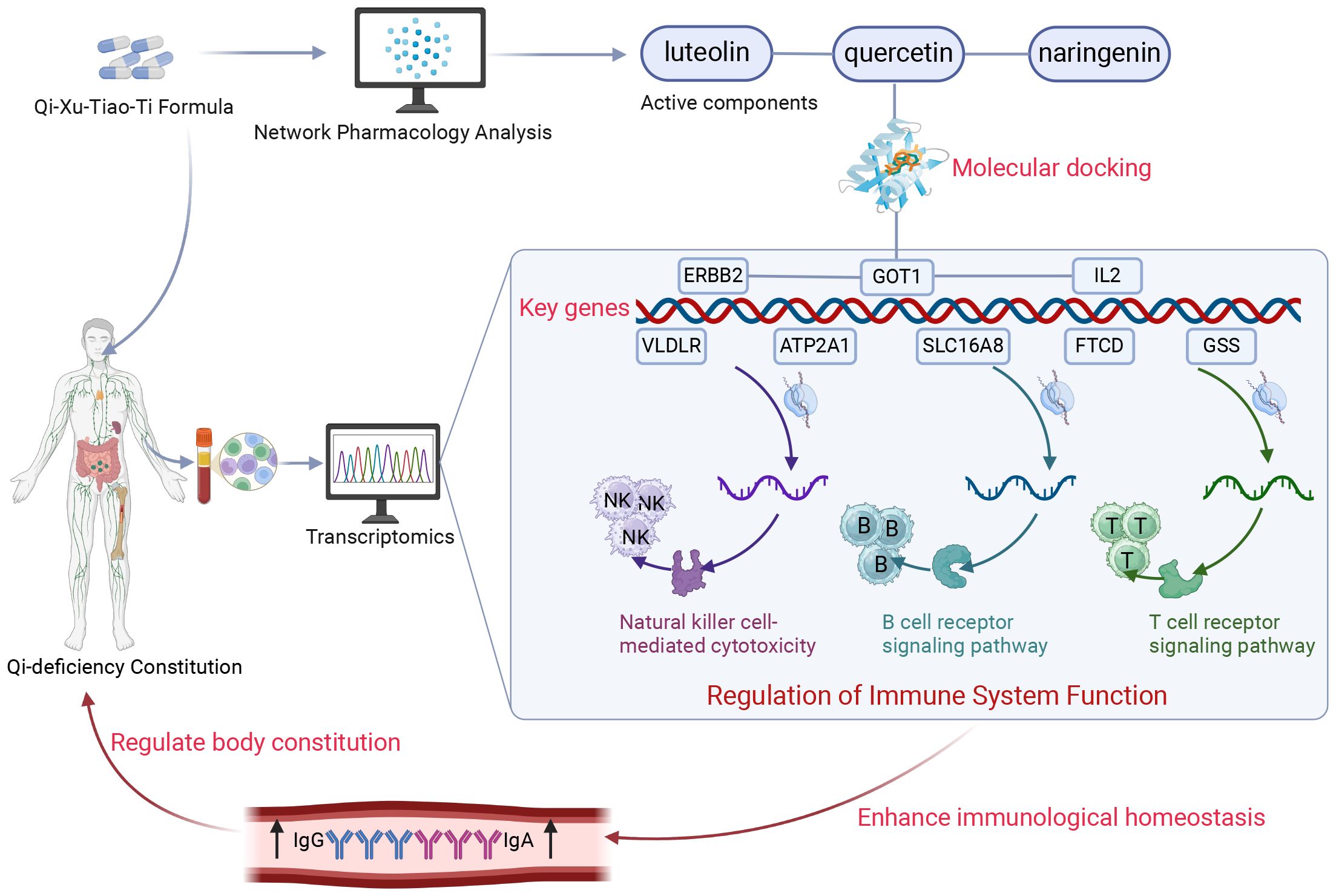 Diagram illustrating the process of how the Qi-Xu-Tiao-Ti Formula affects immune system regulation. The formula undergoes network pharmacology analysis, identifying active components like luteolin, quercetin, and naringenin. These components interact with key genes such as ERBB2 and IL2 through molecular docking. Transcriptomics of Qi-deficiency constitution involves blood and cell analysis. The regulation of immune function involves natural killer cell cytotoxicity and B and T cell receptor signaling pathways. The whole process aims to regulate body constitution and enhance immunological homeostasis, represented at the bottom by increased IgG and IgA.