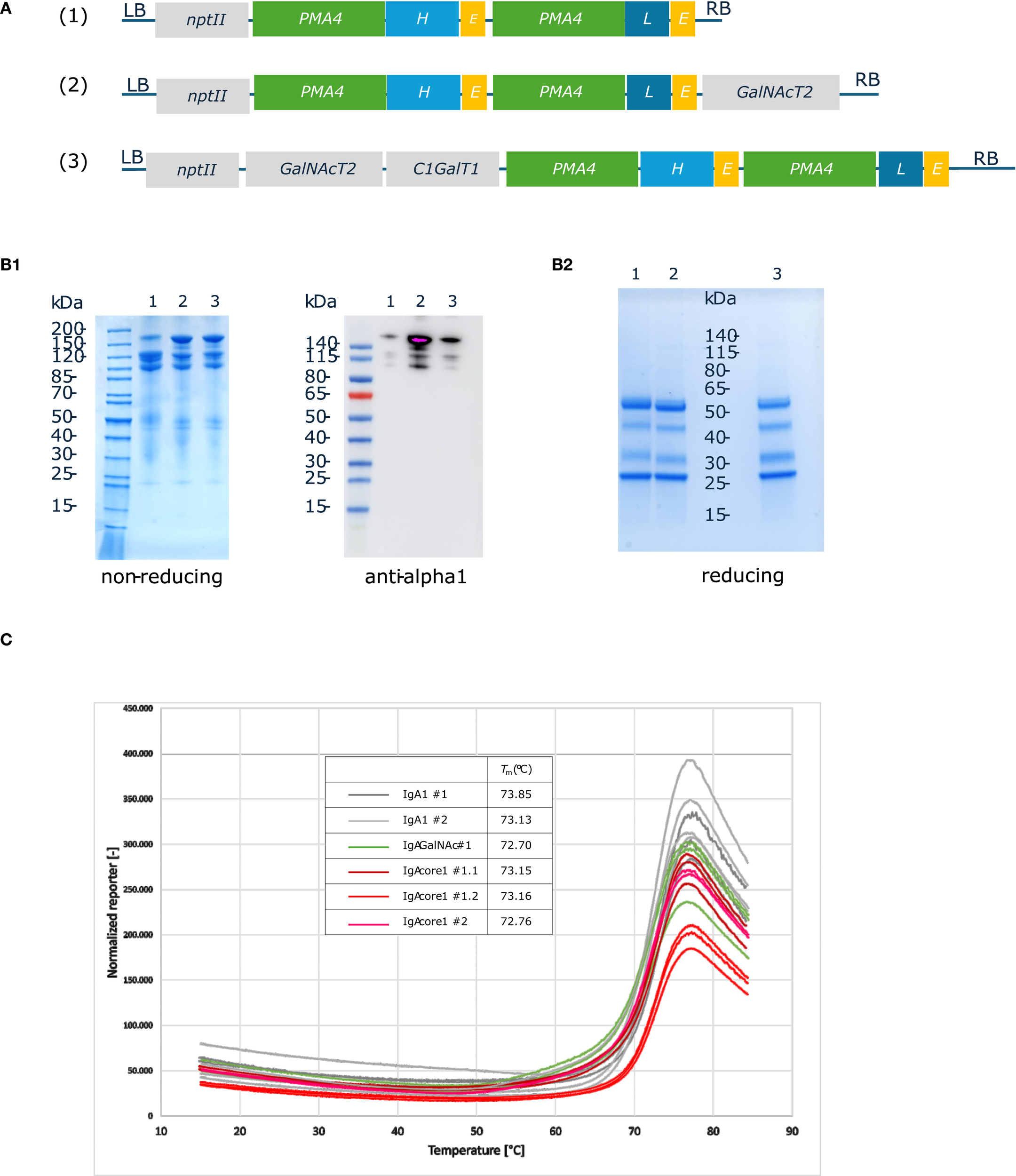 Panel A shows three schematic representations of engineered IgA1 proteins with variations in gene sequences: PMA4, nptII, GalNAcT2, and C1GalT1. Panel B1 and B2 display gel electrophoresis results under non-reducing and reducing conditions, with molecular weight markers on the side. Panel C is a graph of protein denaturation with temperature indicating changes in fluorescence against temperature, with specific melt temperatures listed for IgA1 variants.