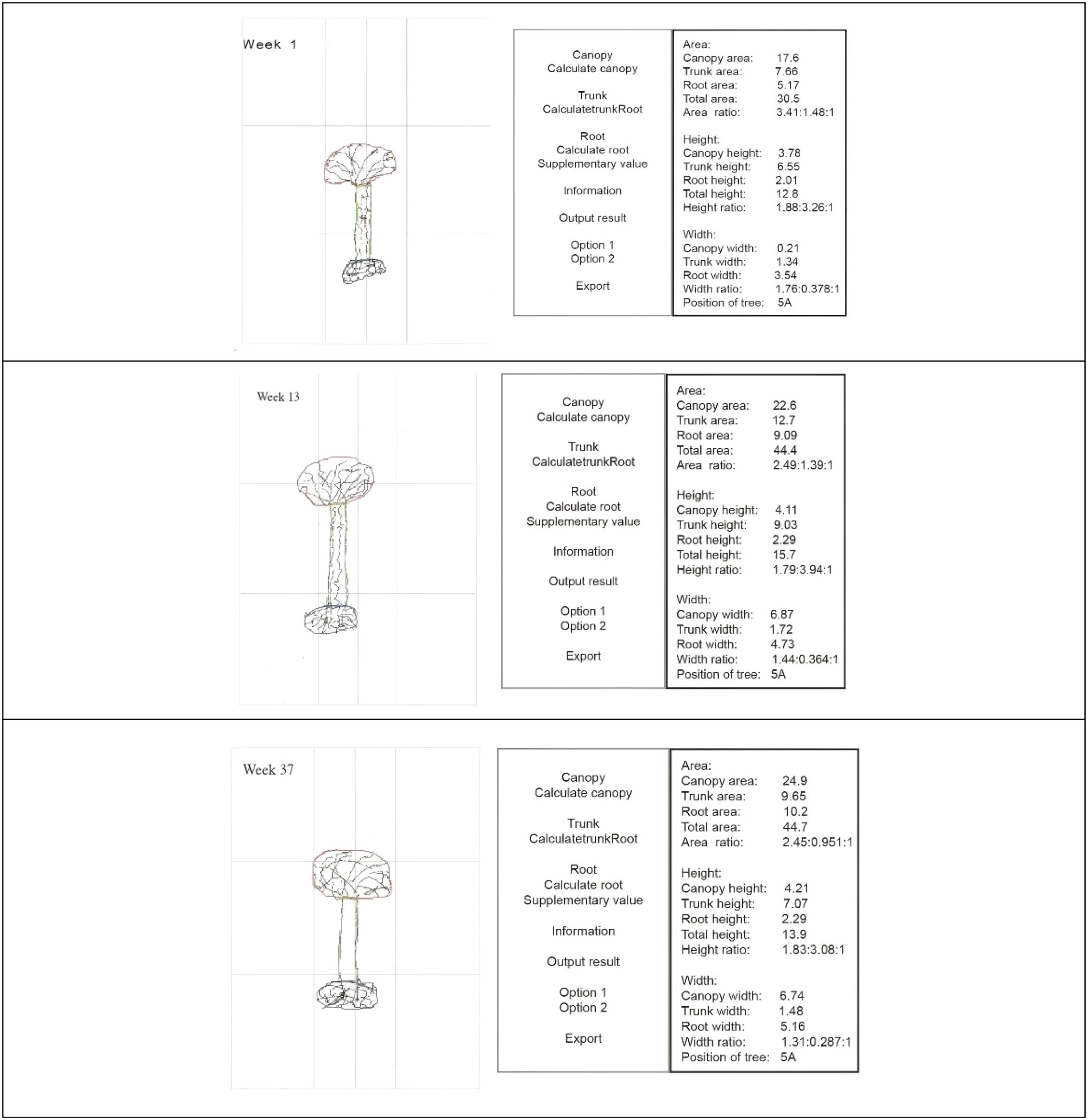 Three stages of a tree's growth at different weeks with corresponding data tables. Week 1 shows a small tree with low canopy, trunk, and root measurements. Week 13 shows increased canopy and trunk sizes. Week 37 illustrates further growth, with notable expansions in all dimensions, reflecting increased area and height ratios. Each stage includes detailed measurements for canopy area, trunk area, root area, total height, and position labeled as 5A.