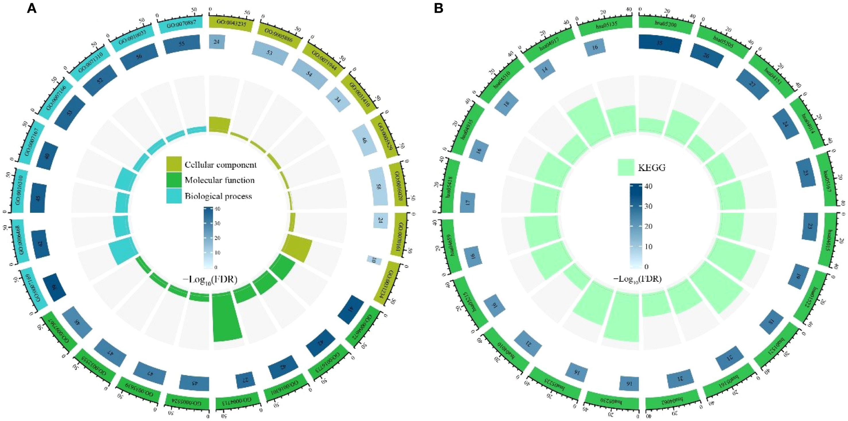 Circular bar plots depicting gene ontology and KEGG pathway analyses. Panel A includes cellular components, molecular functions, and biological processes, color-coded in green, blue, and teal, respectively. Panel B shows KEGG pathways in light green. Both diagrams feature numerical annotations with a color intensity gradient corresponding to negative logarithm of false discovery rate values.