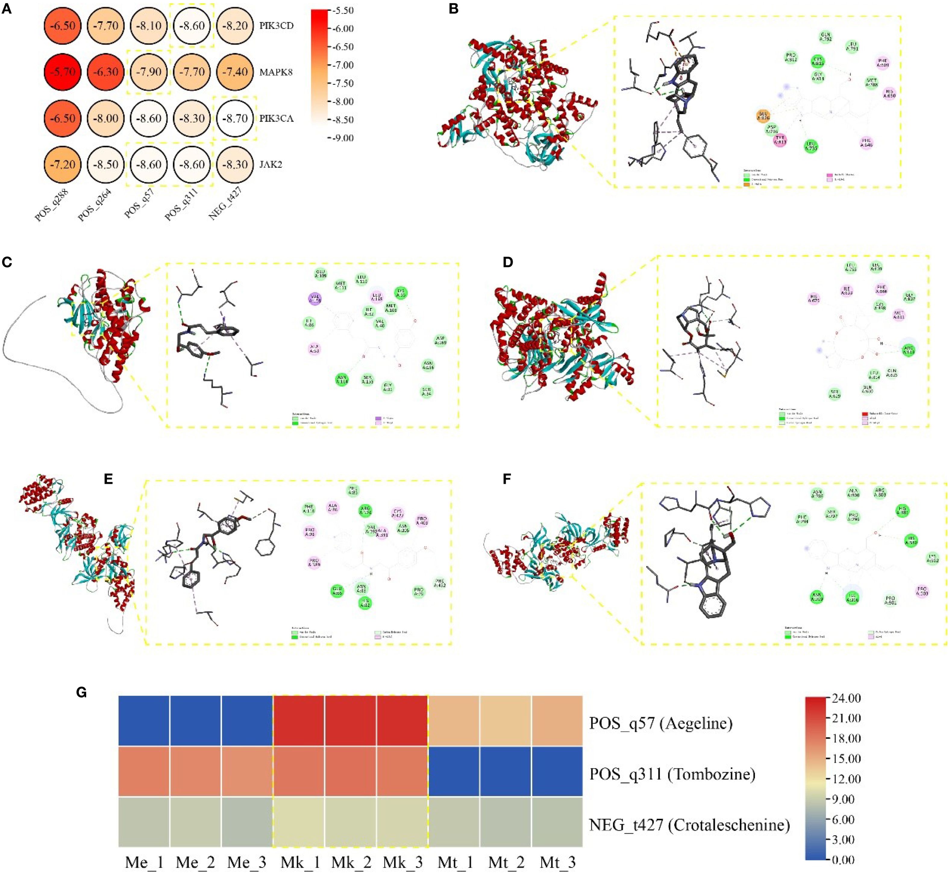 Panel A shows a heat map depicting binding affinities of different ligands with proteins PIK3CD, MAPK8, PIK3CA, and JAK2. Panels B to F illustrate protein-ligand interactions with structural diagrams and magnified views. Panel G displays a color-coded grid indicating the levels of three compounds (POS_q57, POS_q311, NEG_t427) across various conditions.