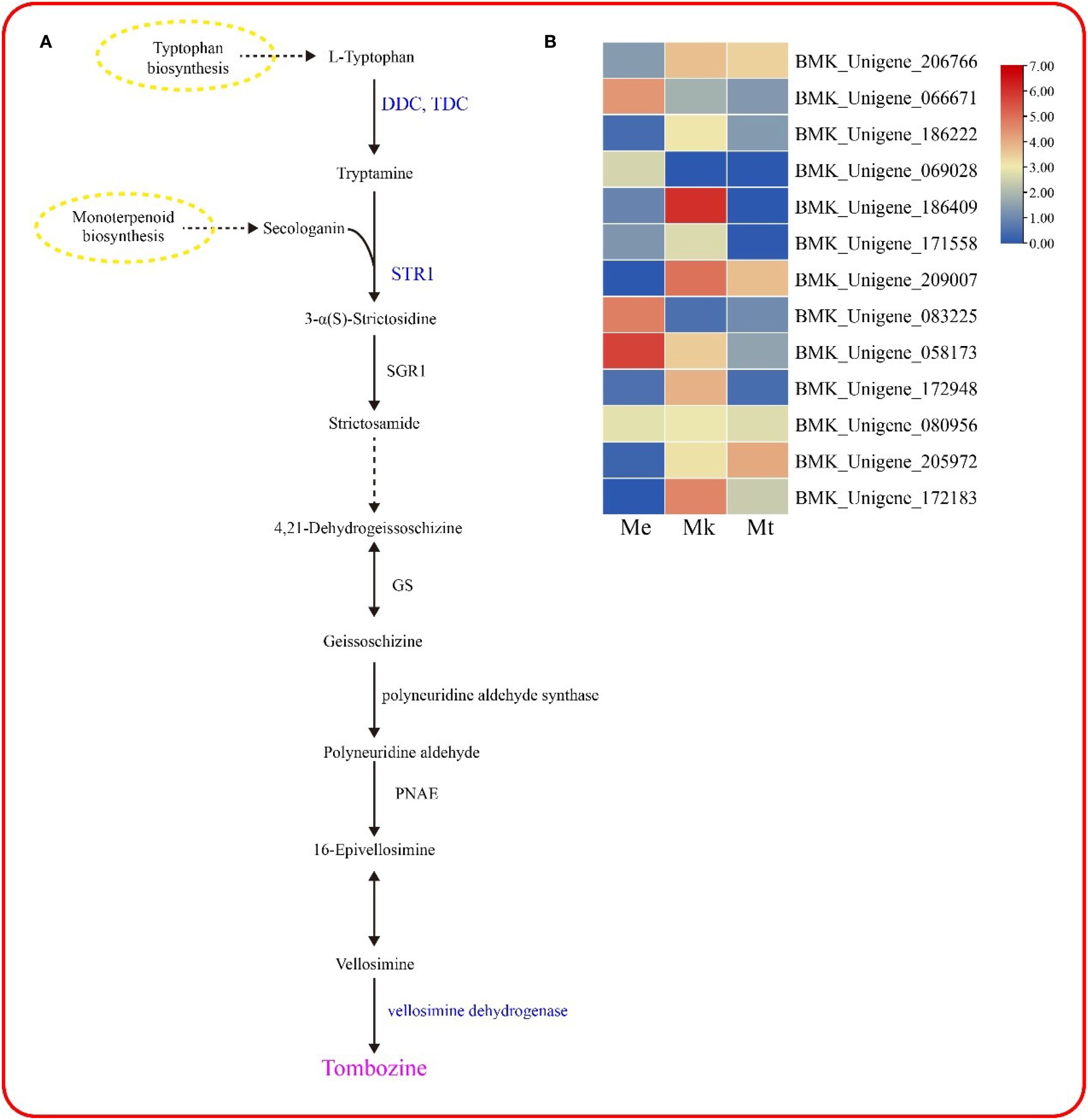 Diagram showing the biosynthesis pathway of Tombozine from L-Tryptophan and Secologanin, involving multiple enzymes like DDC, TDC, STR1, SGR1, GS, and PNAF. The pathway includes several intermediate compounds, such as Tryptamine, 3-α(S)-Strictosidine, and Vellosimine. Adjacent is a heatmap labeled with genes (e.g., BMK_Unigene_206766) and conditions (Me, Mk, Mt), showing expression levels with a color gradient from blue to red.