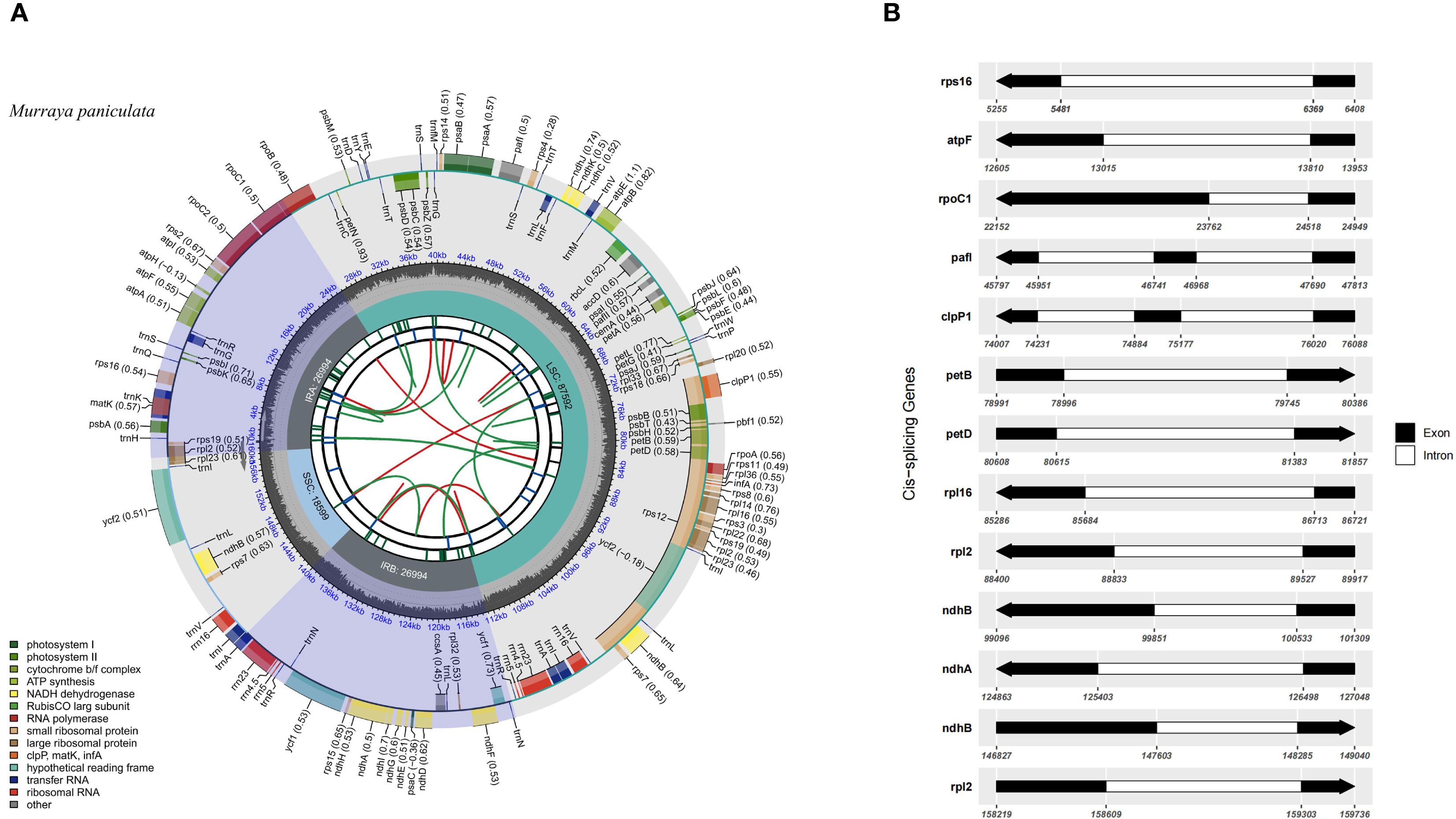 Circular diagram and bar chart of Murraya paniculata chloroplast genome. Panel A shows a circular gene map with various colors indicating genes such as photosystem complexes and ribosomal proteins, among others. Introns and gene positions are labeled. Panel B illustrates cis-splicing genes with arrows indicating exons (black) and introns (white) for genes like rps16, atpF, and clpP1.