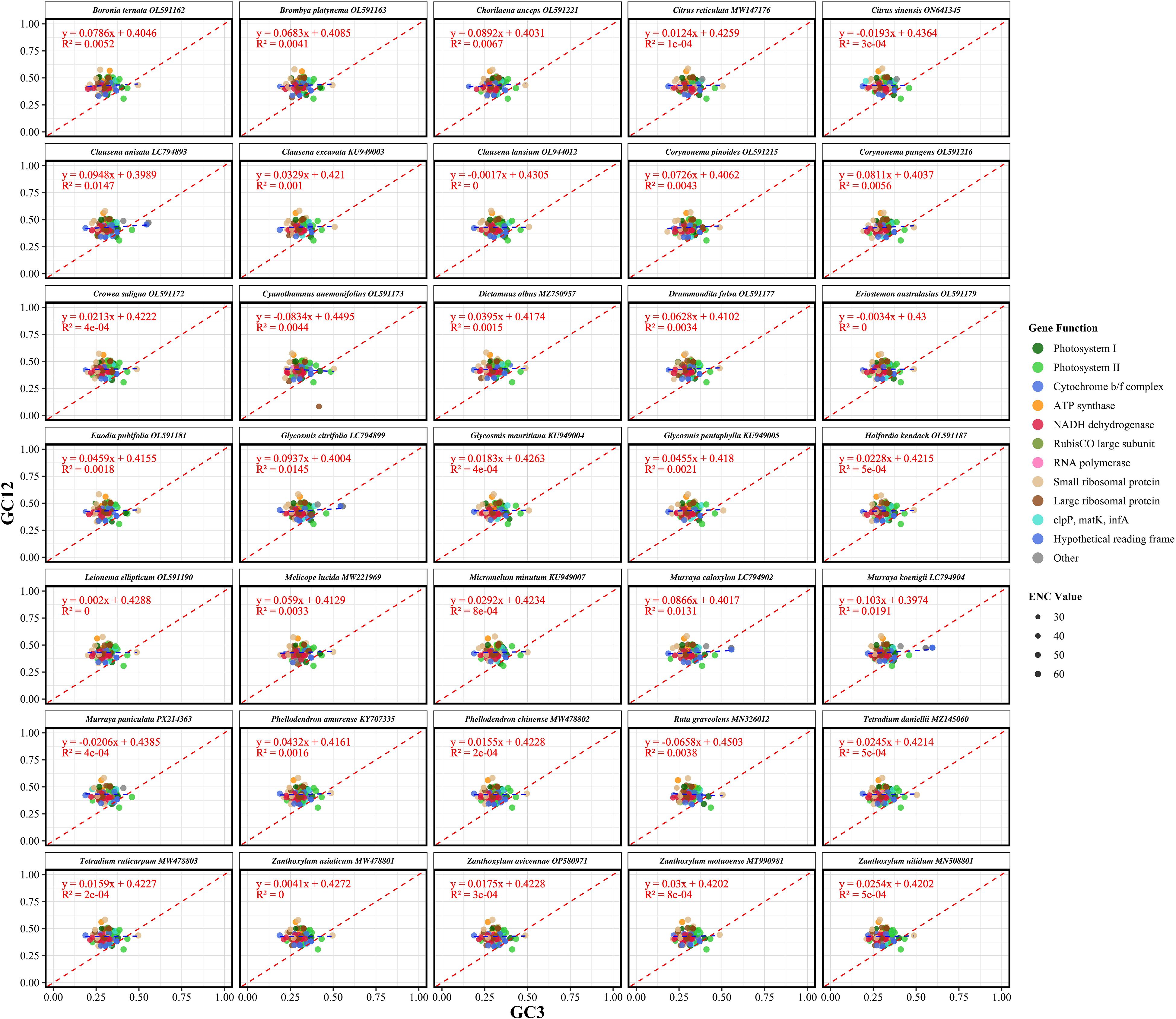 Scatter plots comparing GC3 and GC12 values for various organisms, with a red dashed line indicating a trend. Each plot includes a linear regression equation and R-squared value. Colored dots represent different gene functions, with a legend specifying functions like Photosystem I, ATP synthase, and more. ENC values vary by dot size, with sizes indicating values of 30, 40, 50, or 60. Individual plots are labeled with organism names and accession numbers.