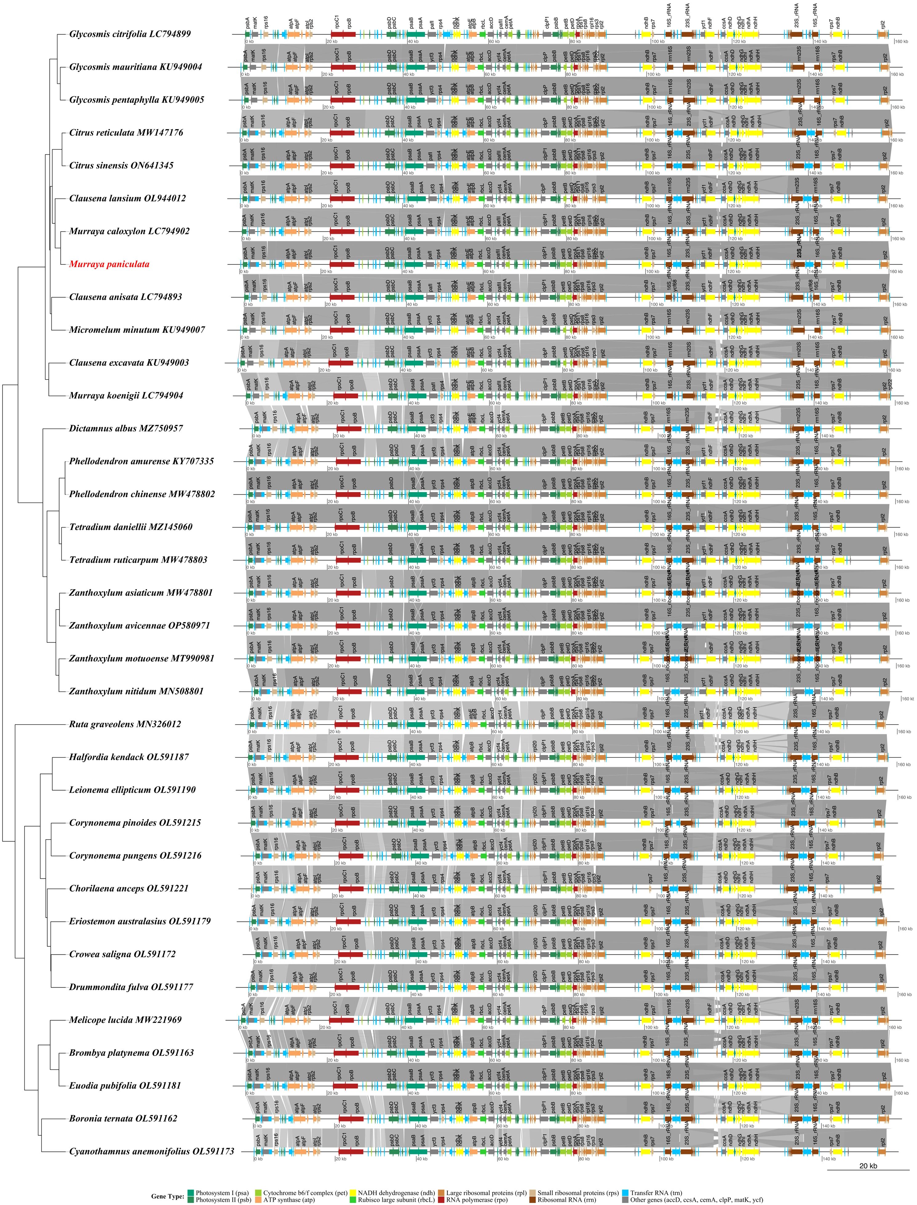 Phylogenetic tree and gene map comparing multiple plant species. Each species is annotated with color-coded gene regions such as photosystem I, cytochrome b/f complex, NADH dehydrogenase, and ribosomal proteins, represented by bars in distinct colors. This visualization aids in comparing genetic similarities and differences among species. Gene types and color codes are included in a legend for reference.