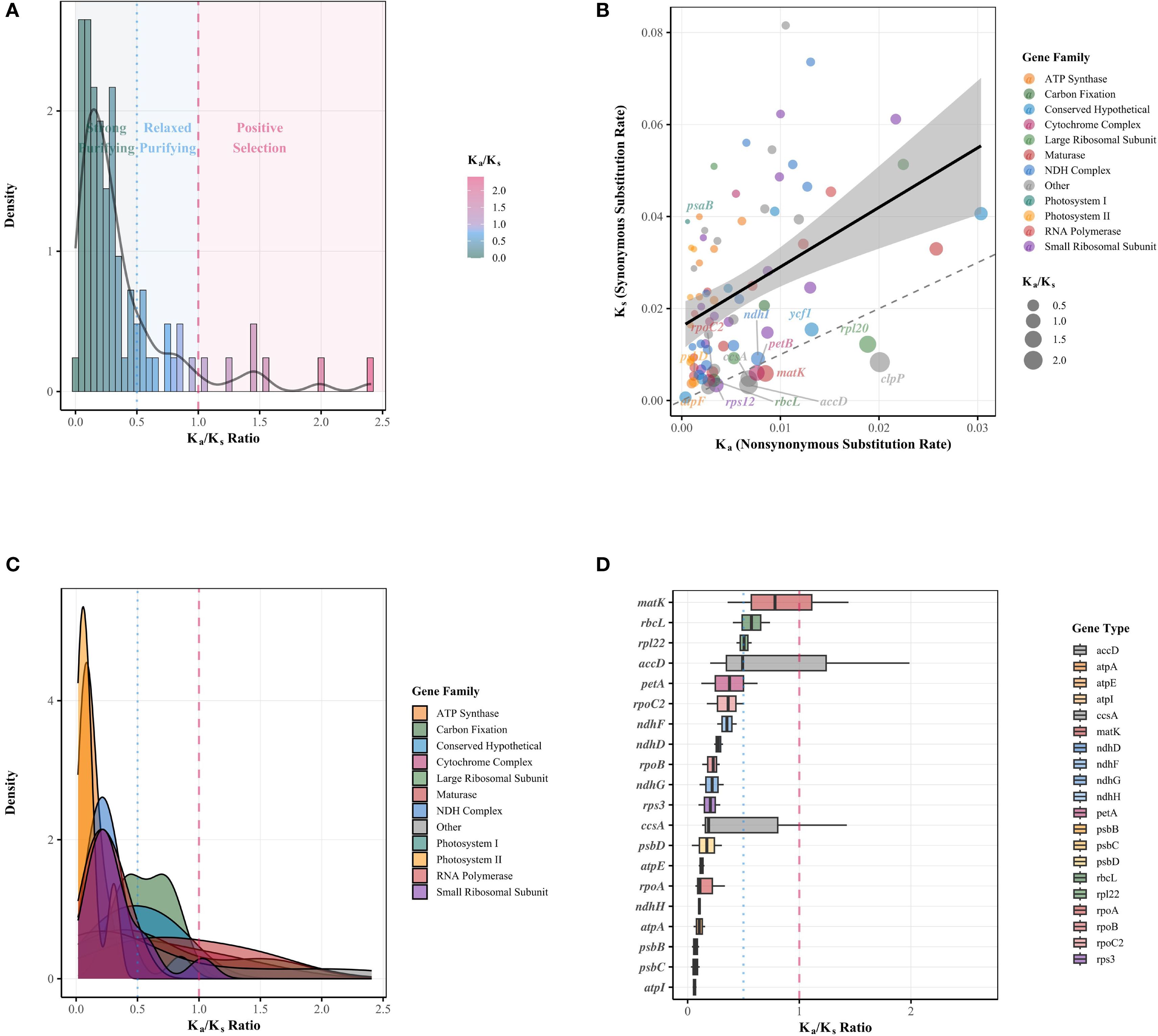 A four-panel figure illustrating genetic analysis: A) Histogram with density curve showing K\(_a\)/K\(_s\) ratio distribution, highlighting relaxed purifying and positive selection regions. B) Scatter plot of K\(_a\) (nonsynonymous) vs. K\(_s\) (synonymous) substitution rates in different gene families, with point size proportional to K\(_a\)/K\(_s\) values. C) Density plot demonstrating K\(_a\)/K\(_s\) ratio for different gene families, coded by color. D) Box plots comparing K\(_a\)/K\(_s\) ratios across gene types, showing variation and median lines. Legends accompany all graphs.