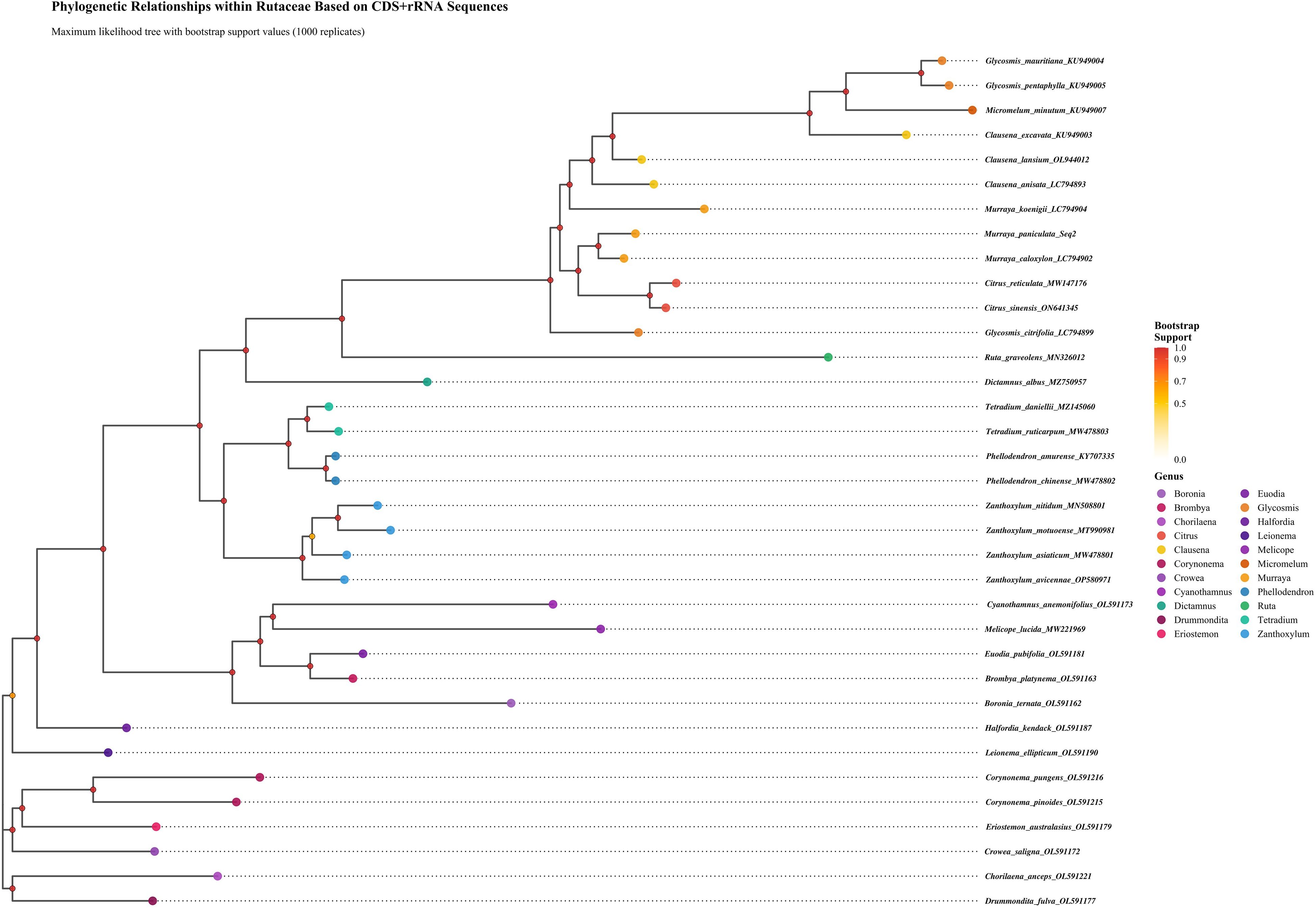Phylogenetic tree showing maximum likelihood relationships within Rutaceae based on CDs and rRNA sequences. Bootstrap support values indicated by color-coded nodes range from 0 to 1.0. The tree shows various genera such as Glycosmis, Citrus, and Clausena, each color-coded. Each genus and its respective sequences are listed on the right, with colors corresponding to their bootstrap values.