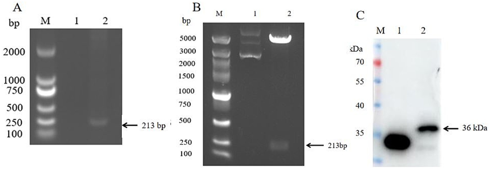 Gel electrophoresis and western blot analyses of three representative panels (A, B, and C). Panel A displays DNA bands from samples 1 and 2 alongside a marker (M), with a prominent band at 213 base pairs. Panel B shows a gel with a different size marker, confirming a distinct band at the same size (213 bp) in sample 2. Panel C presents the corresponding western blot, indicating a dominant protein band at 36 kilodaltons (kDa).