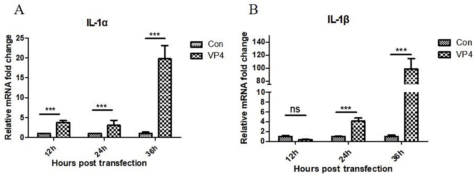 Bar graphs show the time-dependent fold changes in mRNA levels of IL-1α (A) and IL-1β (B) at 12, 24, and 36 hours post-transfection. Comparing the VP4 group to the control (Con), VP4 significantly upregulated IL-1α at all time points (***) and IL-1β at 24 (***) and 36 hours (***). “***” represented extremely significant (p < 0.001); “ns” denotes no significant difference.
