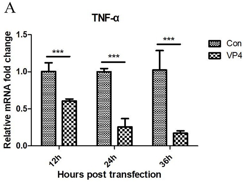 Bar graphs depict the time-dependent fold changes in mRNA levels of TNF-α at 12, 24, and 36 hours post-transfection. Comparing the VP4 group to the control (Con), VP4 significantly downregulated TNF-α mRNA levels at all time points (***). “***” represented extremely significant (p < 0.001).