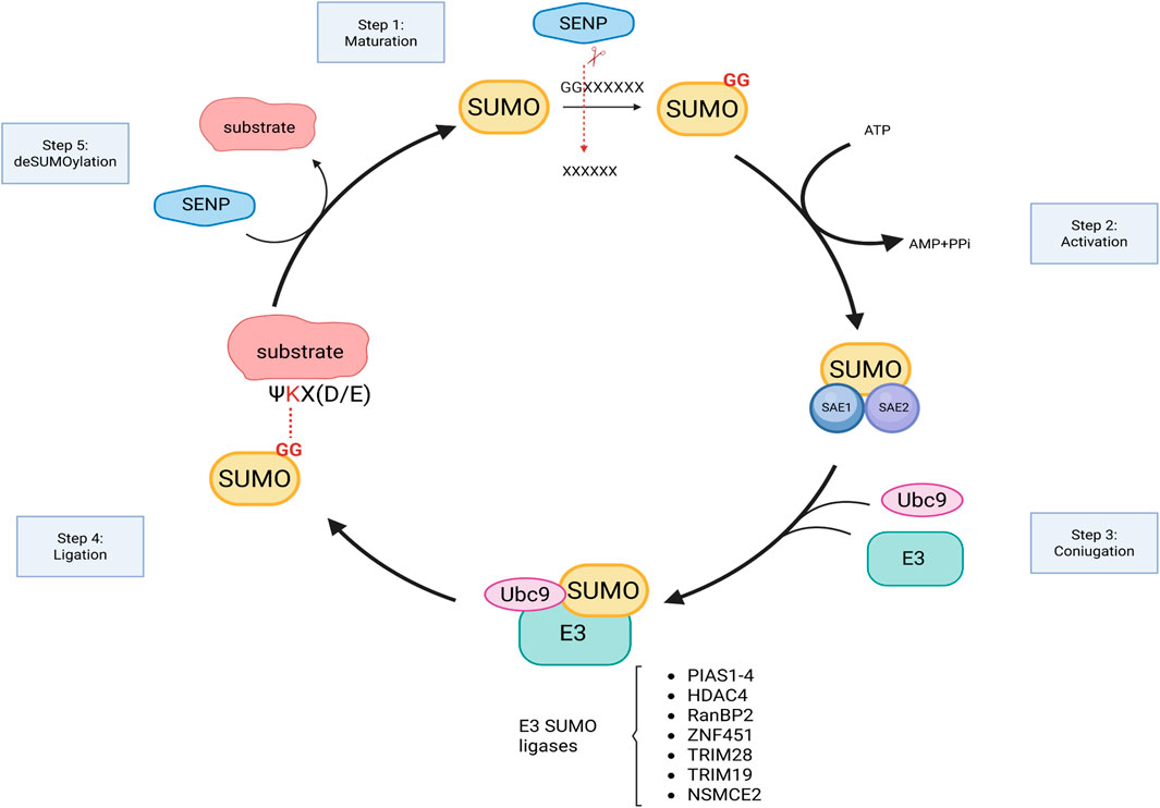 Illustration of the SUMOylation cycle showing five steps: maturation, activation, conjugation, ligation, and deSUMOylation. It includes proteins and enzymes like SUMO, SENP, SAE1, SAE2, Ubc9, and E3 SUMO ligases (PIAS1-4, HDAC4, RanBP2, ZNF451, TRIM28, TRIM19, NSMCE2). Arrows indicate direction and interactions between components in the cycle.