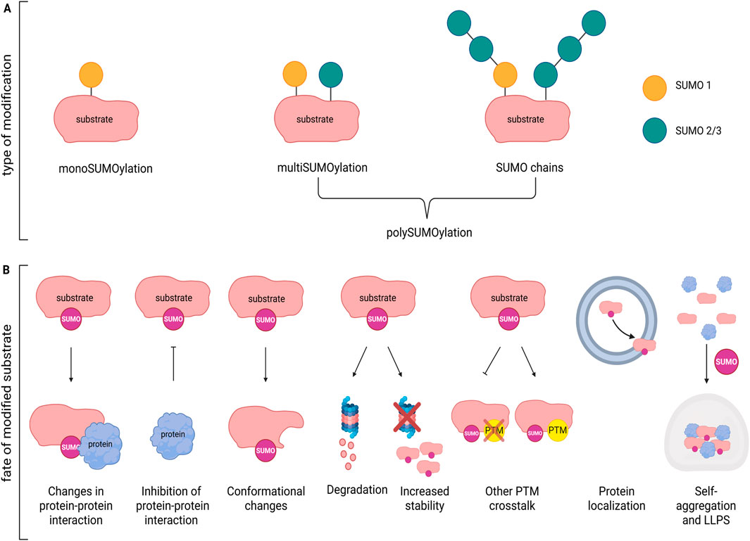 Diagram showing SUMOylation types and their effects on substrates. Part A illustrates monoSUMOylation, multiSUMOylation, and SUMO chains. SUMO one is depicted in orange and SUMO two or three in green. Part B shows fates of modified substrates: changes in protein interactions, conformational changes, degradation, increased stability, PTM crosstalk, protein localization, and self-aggregation.