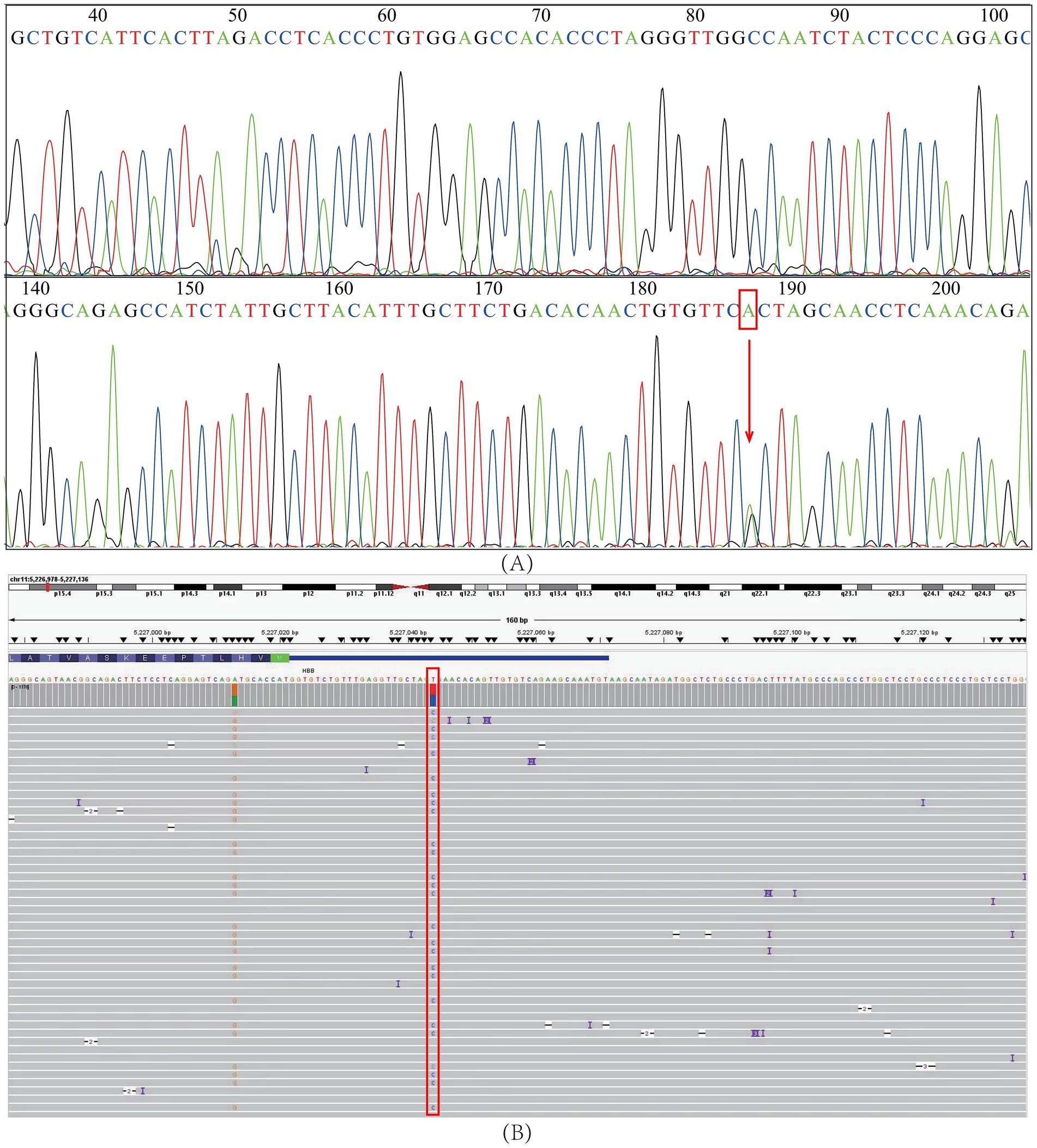 Two images showing DNA sequence analysis. Image A displays chromatogram data with nucleotide peaks colored in red, green, blue, and black, representing adenine, cytosine, guanine, and thymine. A red box highlights a specific sequence error or mutation around position 190.Image B shows a genome alignment view with tracks of DNA sequences. A red box indicates a particular area of interest or variation along the sequence alignment.