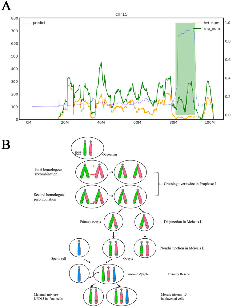 Chart A shows data visualization on chromosome 15, with lines representing predicted values, heterozygous numbers, and SNP numbers. Chart B is a diagram illustrating meiosis and chromosomes in cell division, highlighting processes like crossing over, disjunction, nondisjunction, and trisomy rescue, with labeled diagrams of oogonium, primary oocyte, sperm cell, oocyte, and trisomic zygote.