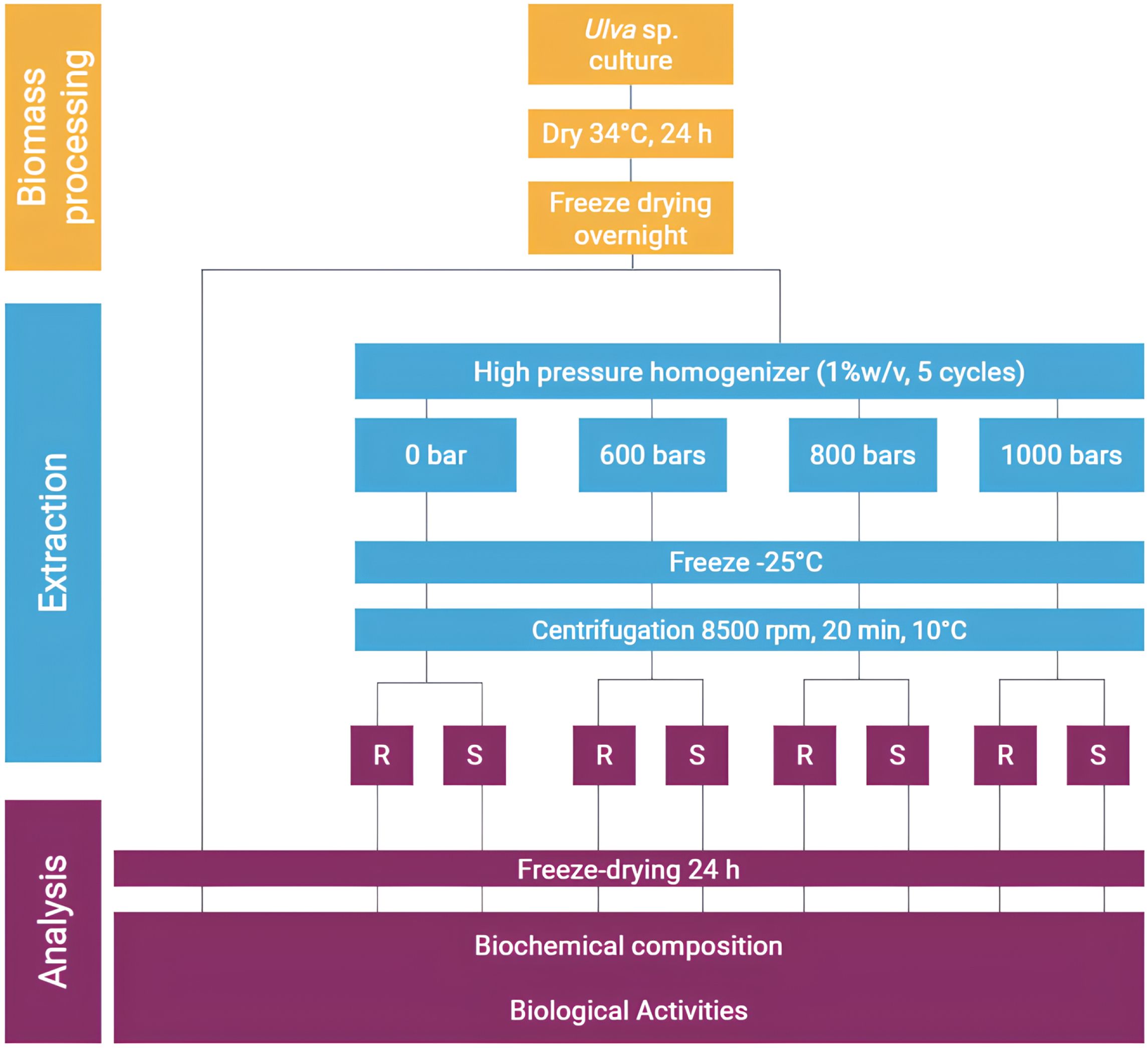 Flowchart detailing the processing and analysis of Ulva species. Biomass processing involves drying at thirty-four degrees Celsius for twenty-four hours and overnight freeze-drying. Extraction uses a high-pressure homogenizer at varying pressures (zero to one thousand bar) followed by freezing at minus twenty-five degrees Celsius. Centrifugation is done at eight thousand five hundred RPM for twenty minutes at ten degrees Celsius. Analysis includes freeze-drying for twenty-four hours, followed by tests on biochemical composition and biological activities.