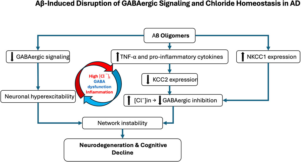 Flowchart showing Aβ-induced disruption of GABAergic signaling and chloride homeostasis in Alzheimer's Disease (AD). Aβ oligomers increase TNF-α and pro-inflammatory cytokines, inhibit KCC2 expression, and increase NKCC1 expression. This leads to increased intracellular chloride, reduced GABAergic inhibition, and neuronal hyperexcitability, resulting in network instability and neurodegeneration with cognitive decline. Central feedback loop includes high chloride, GABA dysfunction, and inflammation.