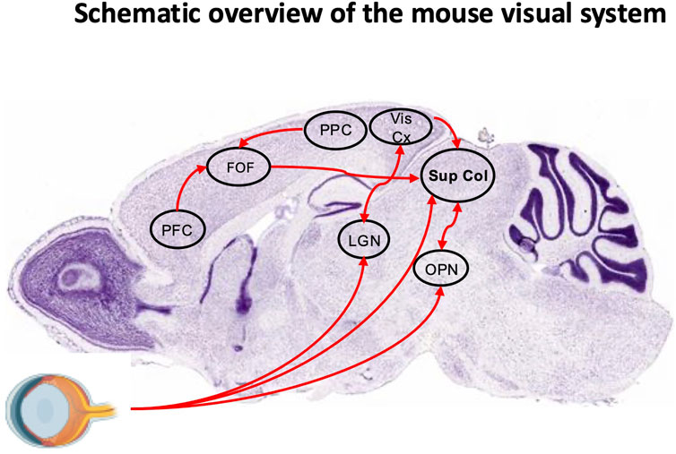 Schematic overview of the mouse visual system, showing a labeled brain section. Key areas include PFC, FOF, PPC, Vis Cx, Sup Col, LGN, and OPN, with red arrows indicating data flow. An eye diagram is depicted in the lower left corner.
