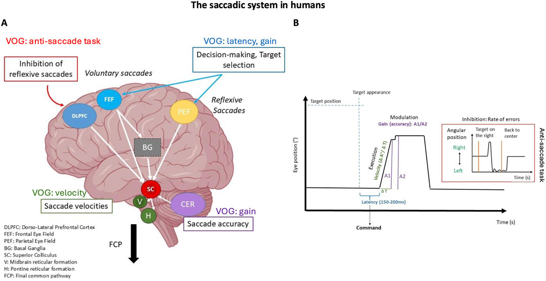 Diagram illustrating the saccadic system in humans with two panels. Panel A depicts brain regions involved in saccadic movements, showing interactions between areas like the frontal eye field, parietal eye field, and basal ganglia. Functions like inhibition and velocity are highlighted. Panel B presents a graph on saccade latency and errors, featuring a timeline of eye position changes. Text elements detail velocity and accuracy metrics, and the rate of errors in an anti-saccade task.