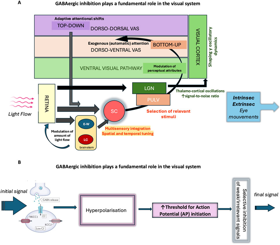Diagram illustrating the role of GABAergic inhibition in the visual system. Part A shows light flow from the retina to the visual cortex, influencing attention and eye movements. Part B depicts GABA release leading to hyperpolarization, increasing the threshold for action potential initiation, and selectively inhibiting weak signals.