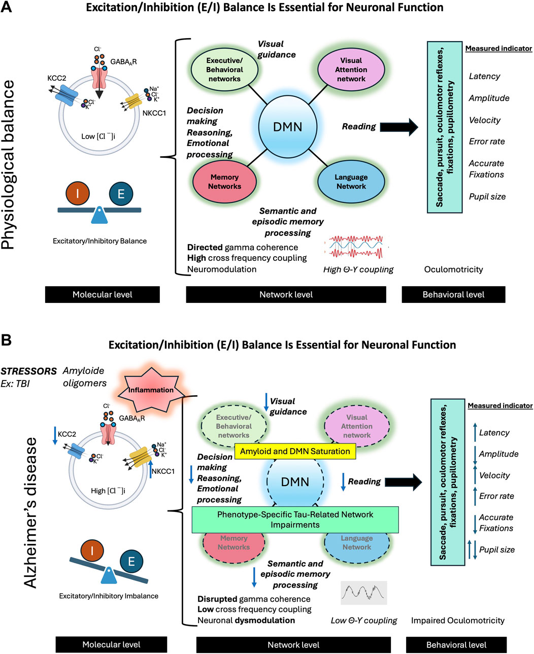 Diagram comparing physiological balance and Alzheimer's disease. Panel A shows a balanced excitatory/inhibitory (E/I) system with normal neuronal function. The diagram includes molecules, network interactions, and behavioral indicators like latency and pupil size.Panel B illustrates an excitatory/inhibitory imbalance in Alzheimer's disease. Stressors like amyloid oligomers and inflammation disrupt neuronal function. It shows altered molecular activity, network impairments, and behavioral changes.