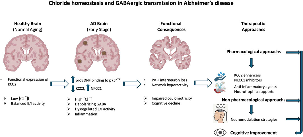 Diagram outlining chloride homeostasis and GABAergic transmission in Alzheimer’s disease. It compares a healthy brain, an AD brain, and their functional consequences, highlighting high chloride levels, depolarizing GABA, dysregulated activity, and inflammation in AD. Therapeutic approaches include pharmacological methods like KCC2 enhancers and non-pharmacological strategies such as neuromodulation, aiming at cognitive improvement.