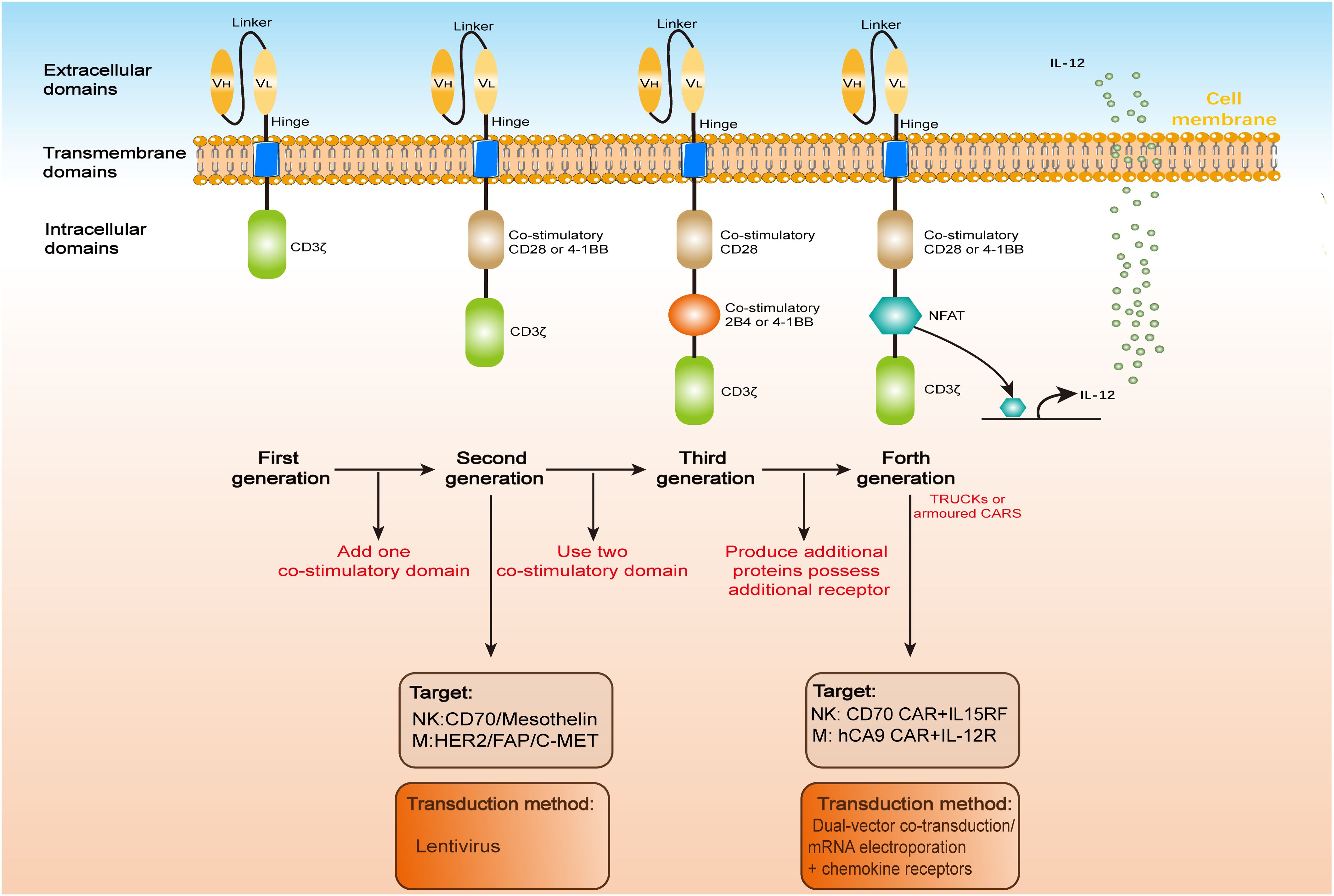 Diagram illustrating four generations of CAR T-cell therapy. Each generation shows CAR structure advancements: first adds one co-stimulatory domain, second uses two, third produces additional proteins, and fourth includes additional receptors. Targets and transduction methods vary: first and second use lentivirus; third specifies new targets; fourth uses dual-vector methods. The cell membrane is depicted with CAR components: extracellular domains (V_H, V_L), transmembrane domains, and intracellular domains (CD3ζ, co-stimulatory molecules). IL-12 is associated with the fourth generation.