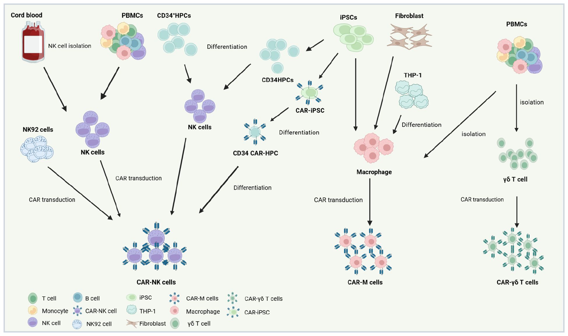 Flowchart illustrating process of cell differentiation and CAR transduction. Starting from cord blood, NK cells and CD34+HPCs are derived. NK cells and NK92 cells undergo CAR transduction to form CAR-NK cells. CD34HPCs and iPSCs differentiate to form CD34 CAR-HPCs and CAR-iPSCs, leading to further differentiation into NK cells. THP-1 and fibroblast-derived macrophages undergo CAR transduction to form CAR-M cells. PBMC-derived γδ T cells undergo CAR transduction to form CAR-γδ T cells. Legend identifies cell types like T cells, monocytes, NK cells, and others.