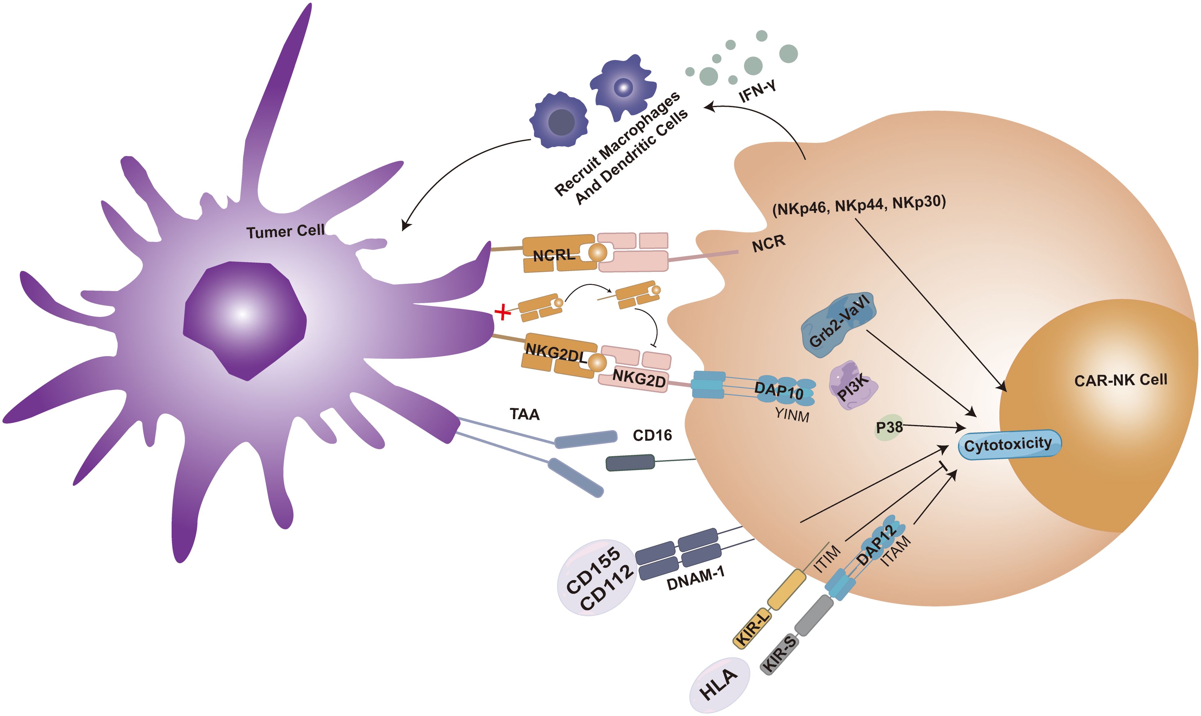 Diagram illustrating interactions between a tumor cell and a CAR-NK cell. The tumor cell, labeled on the left, interacts with the CAR-NK cell on the right through various receptors and signaling pathways. Key components include NCR, NKG2D, CD16, DAP10, DAP12, and PI3K. The process leads to the recruitment of macrophages and dendritic cells, and the induction of cytotoxicity.