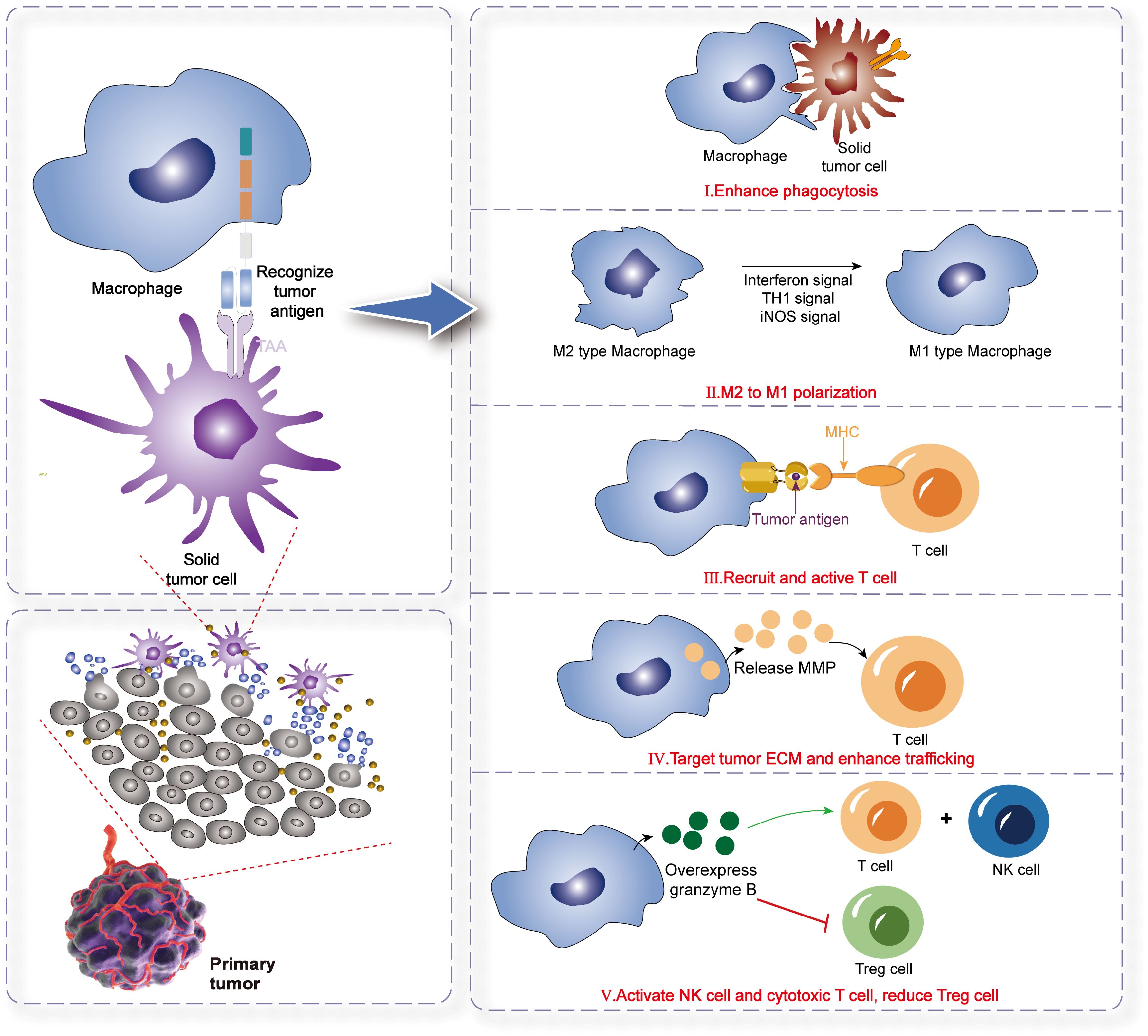 Diagram illustrating a macrophage's interaction with a solid tumor cell. It shows several processes: enhancing phagocytosis, M2 to M1 macrophage polarization, recruiting and activating T cells, targeting the extracellular matrix, and activating NK and cytotoxic T cells while reducing Treg cells. The graphic includes labels and arrows indicating the progression and signaling pathways involved in these immune responses.