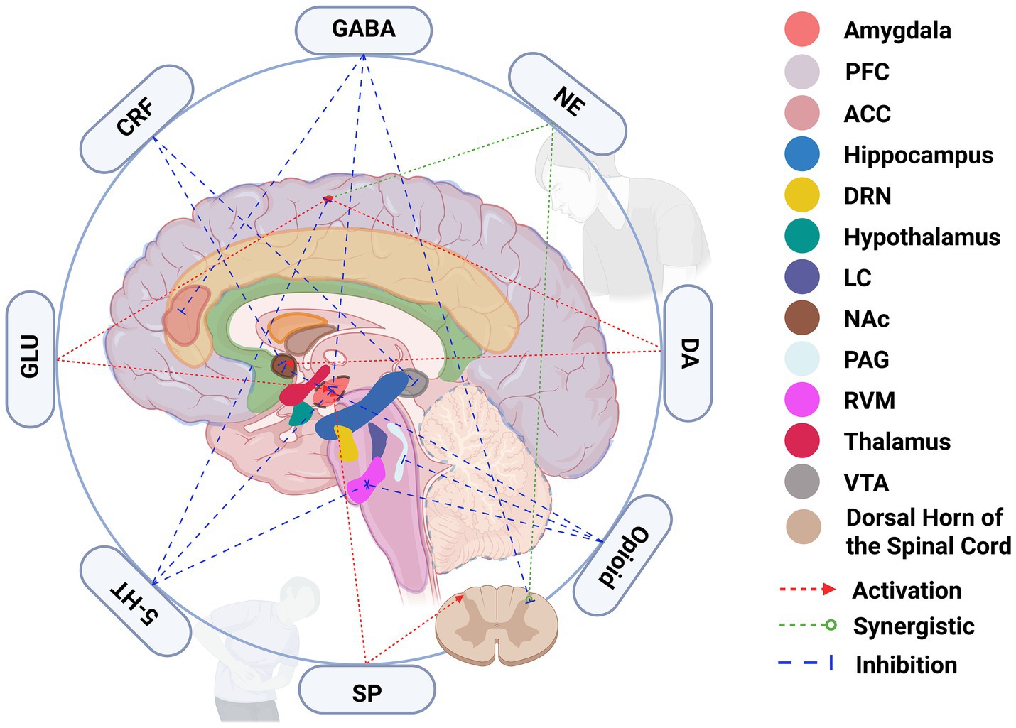Diagram of the brain showing regions associated with neurotransmitters and pathways. Key includes amygdala, prefrontal cortex, anterior cingulate cortex, hippocampus, and more, color-coded. Pathways indicate activation (red), synergistic (green), and inhibition (blue) connections. Surrounding labels include GABA, CRF, GLU, 5-HT, SP, Opioid, DA, and NE.