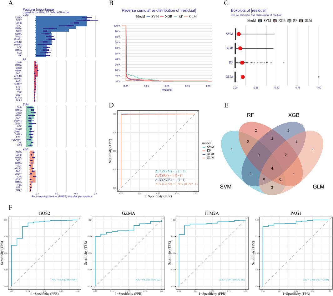 A six-panel visualization analyzing model performance and feature importance. Panel A shows feature importance for GLM, RF, SVM, and XGB models, displayed as bar graphs. Panel B has a reverse cumulative distribution of residuals for the same models. Panel C presents boxplots illustrating the residual distribution. Panel D plots sensitivity versus specificity with AUC values for each model. Panel E is a Venn diagram showing overlapping features among models. Panel F displays ROC curves for specific genes: GOS2, GZMA, ITM2A, and PAG1, highlighting their AUC scores.
