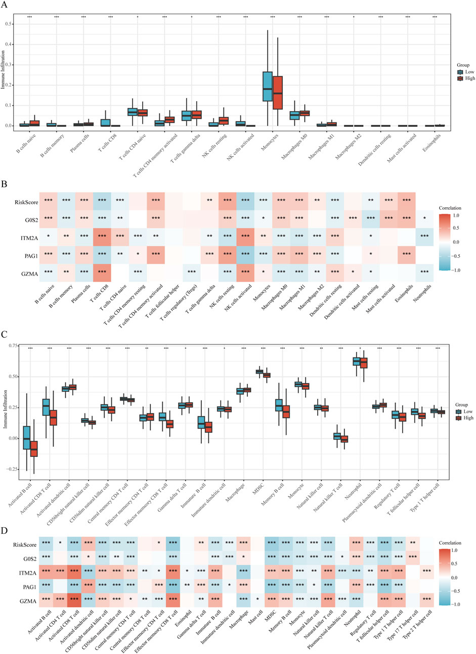 Graphical representation comprising four panels. Panel A: Box plot of immune cell infiltration levels in low and high groups across various cell types. Panel B: Heatmap showing correlation of RiskScore and specific genes with immune cells, indicated by color gradients from blue (negative) to red (positive). Panel C: Box plot of immune infiltration in different T cell subtypes across low and high groups. Panel D: Heatmap illustrating correlations between immune infiltration, RiskScore, and genes for T cell subtypes, using similar color gradients. Legend denotes group and correlation values.