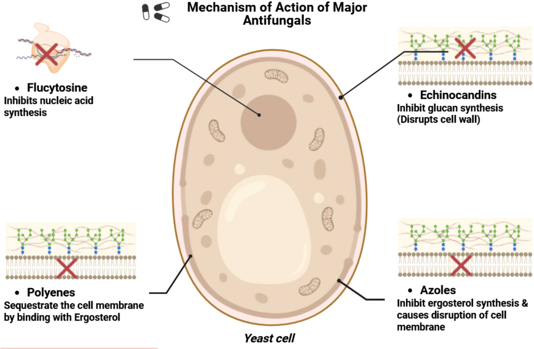 Diagram depicting the mechanisms of action of major antifungals on a yeast cell. Flucytosine inhibits nucleic acid synthesis. Echinocandins inhibit glucan synthesis, disrupting the cell wall. Polyenes sequester the cell membrane by binding with ergosterol. Azoles inhibit ergosterol synthesis, causing cell membrane disruption.