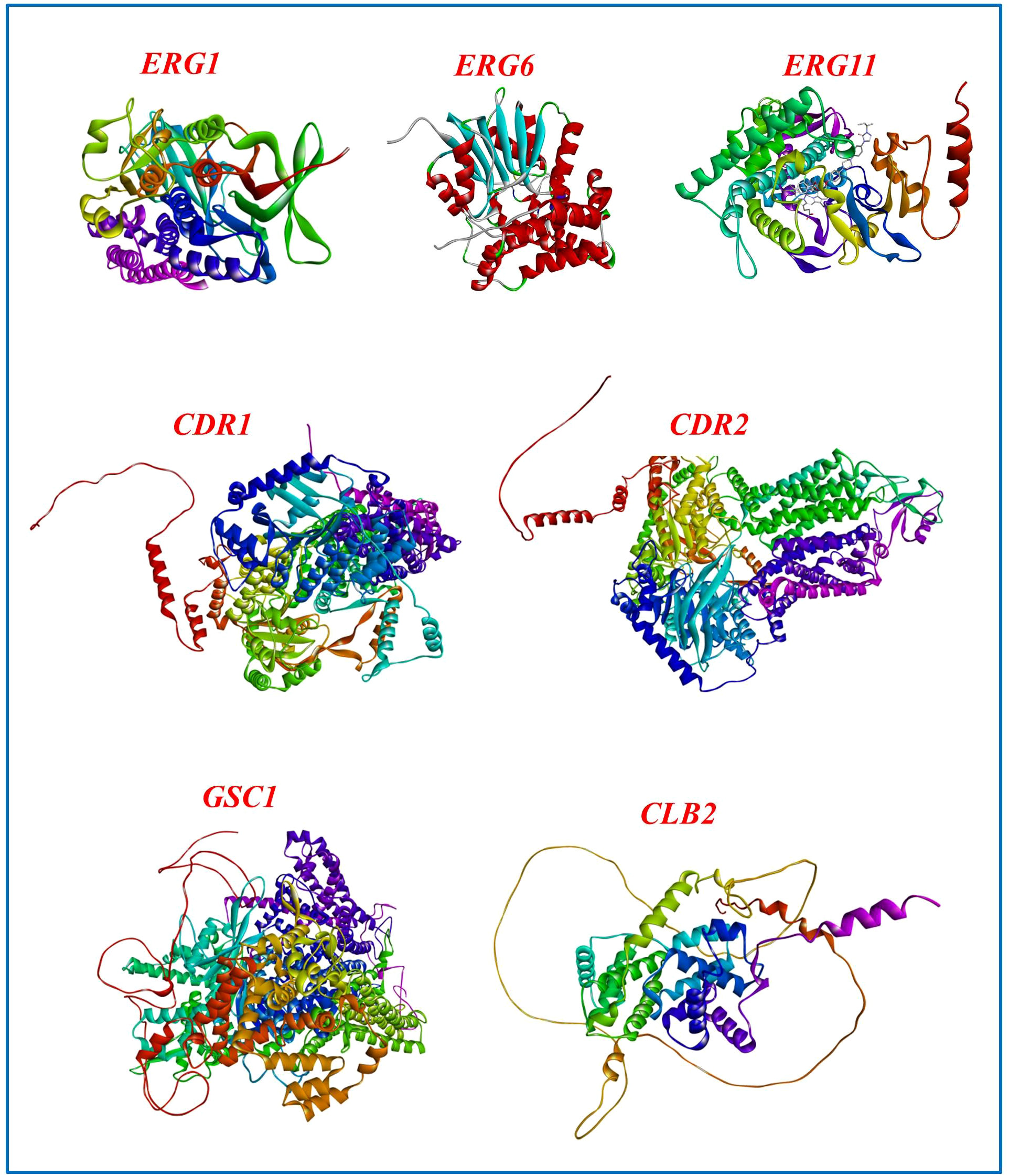 Illustration of protein structures labeled as ERG1, ERG6, ERG11, CDR1, CDR2, GSC1, and CLB2. Each protein is represented by a colorful three-dimensional ribbon model showcasing their complex folding and arrangement.