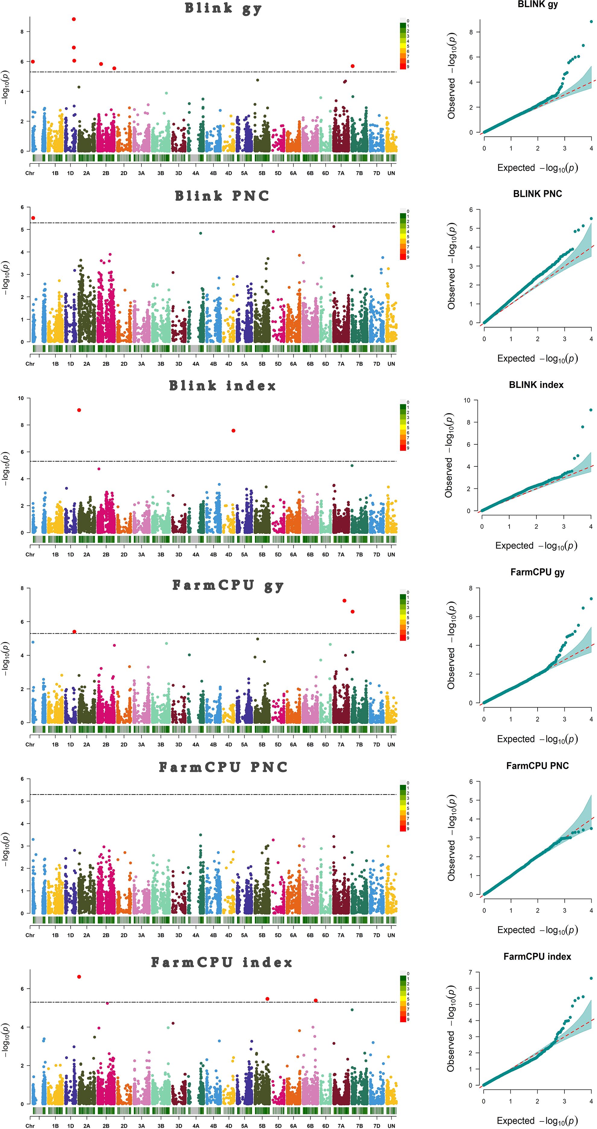 Six panels display Manhattan plots and corresponding Q-Q plots for genome-wide association studies. Each Manhattan plot shows chromosomes on the x-axis and negative log10 p-values on the y-axis. Different colors represent various trait associations and significance thresholds. The Q-Q plots compare observed versus expected p-values for Blink gy, Blink PNC, Blink index, FarmCPU gy, FarmCPU PNC, and FarmCPU index. Each shows alignment along the diagonal with some deviation, indicating significant genetic associations.